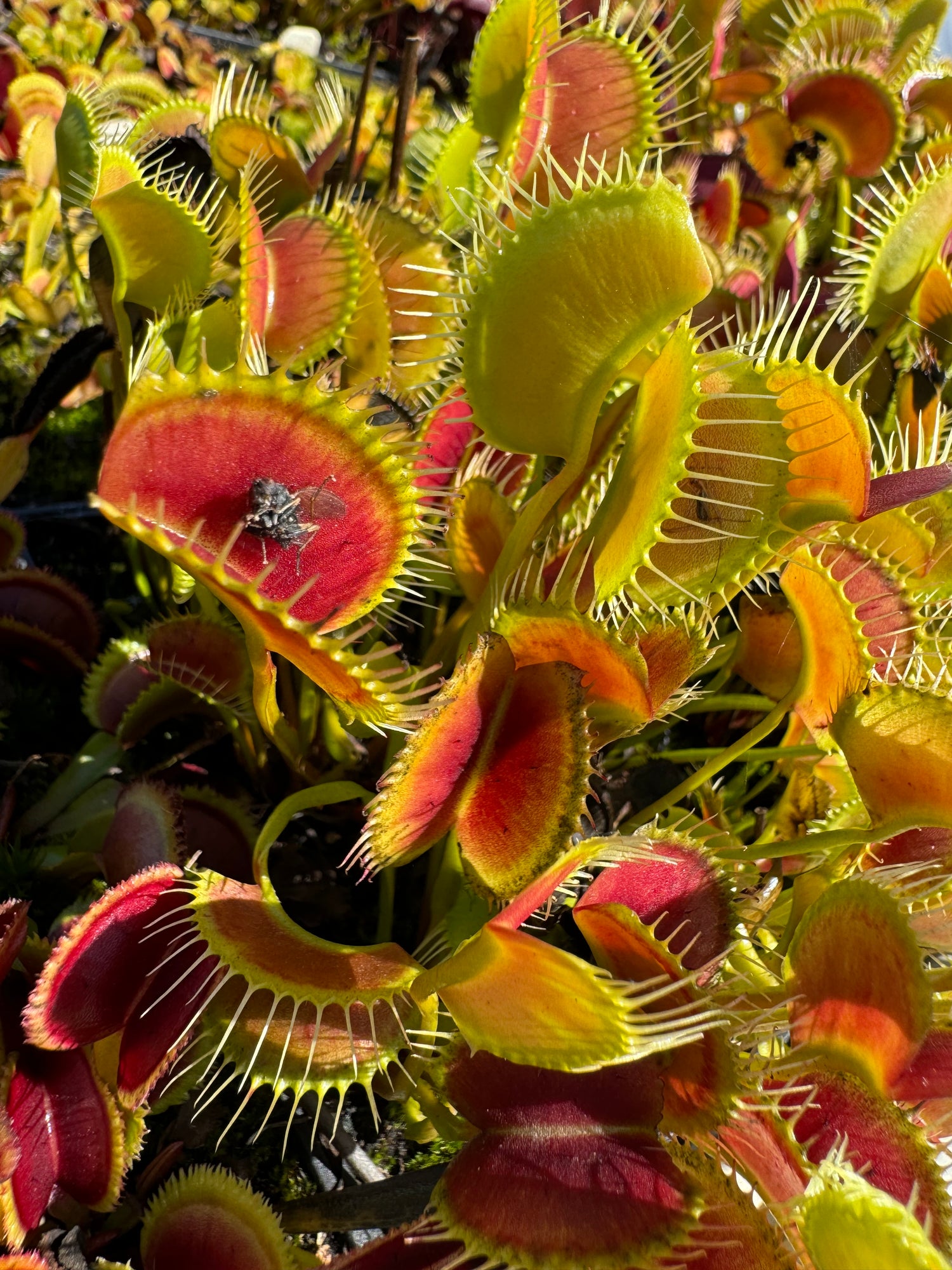 Dionaea m. 'Spider' JH Potted