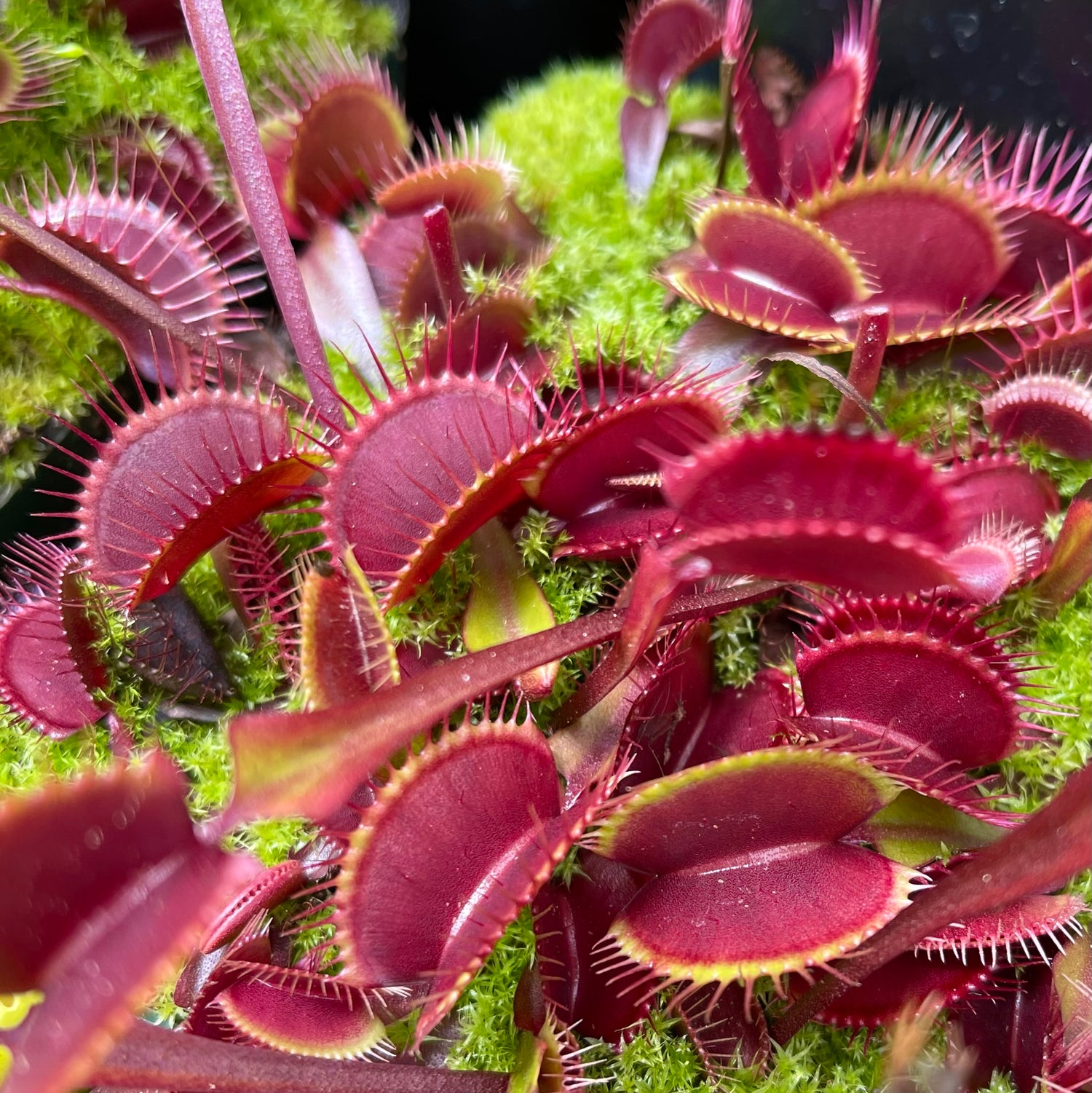 Dionaea m. “Weinrot” Potted