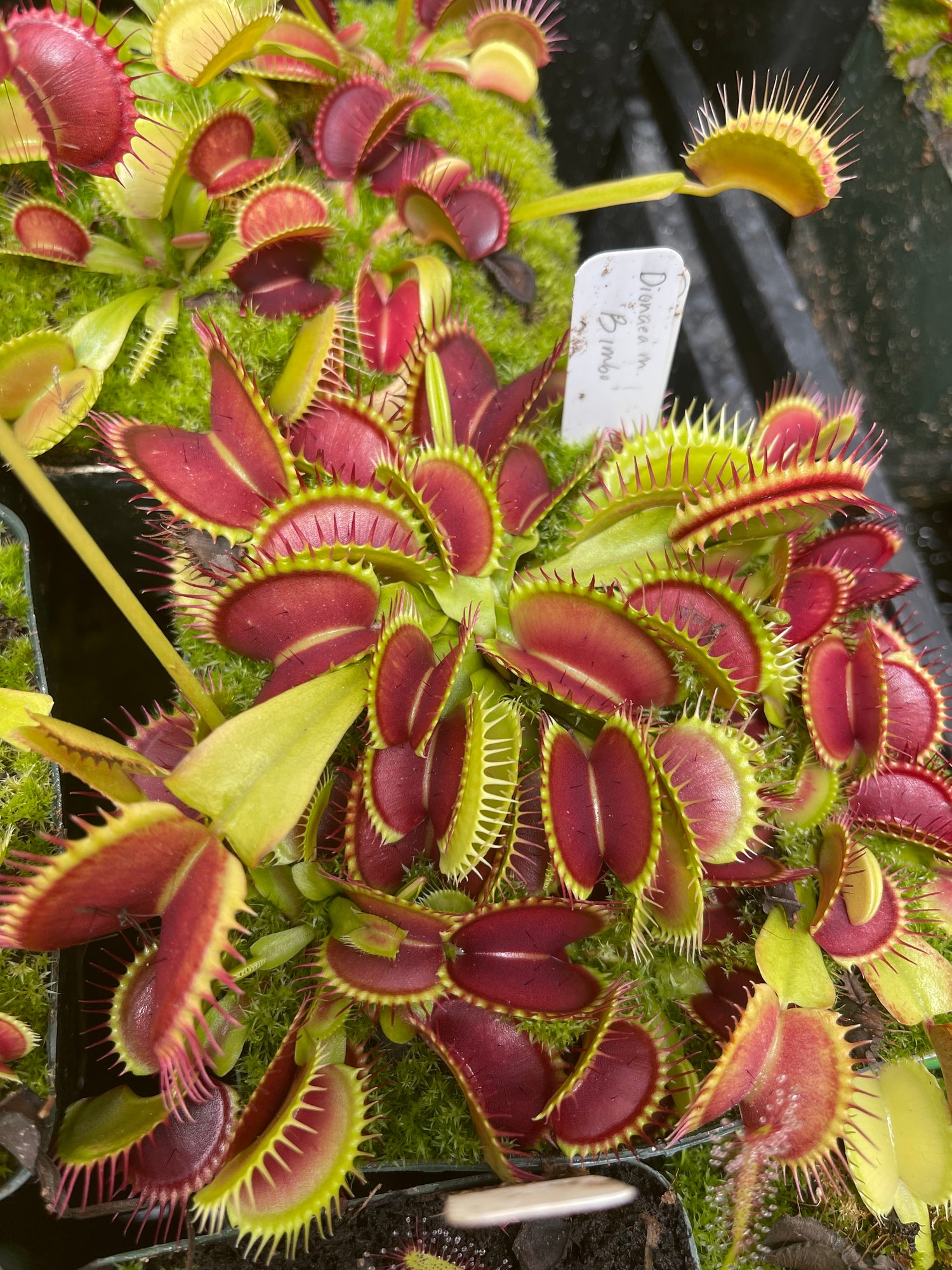 Dionaea m. 'Bimbo' JH Potted