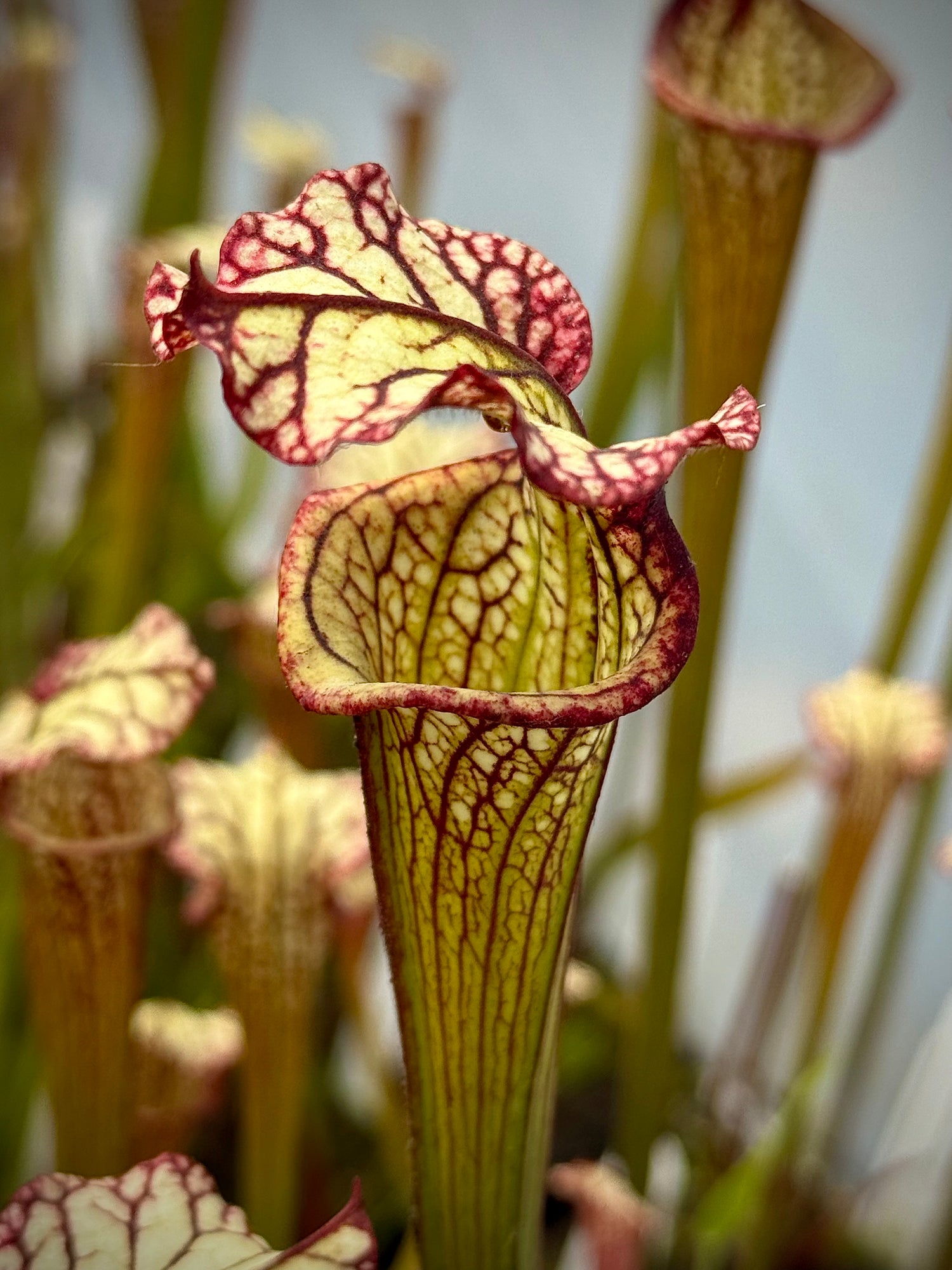 Sarracenia x ‘Lynda Butt’ Potted