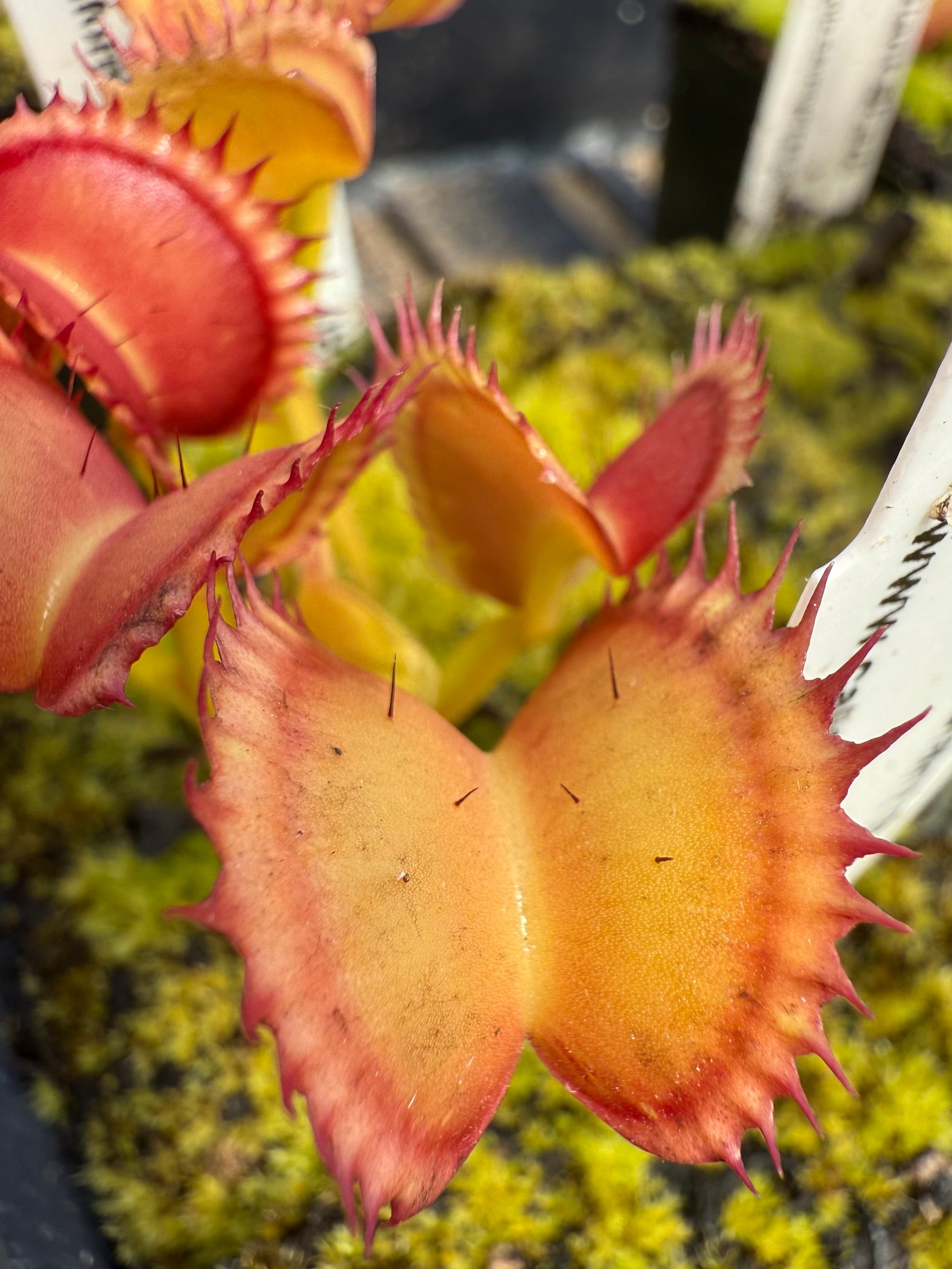 Dionaea m. “GJ Giant Shark” JH Potted