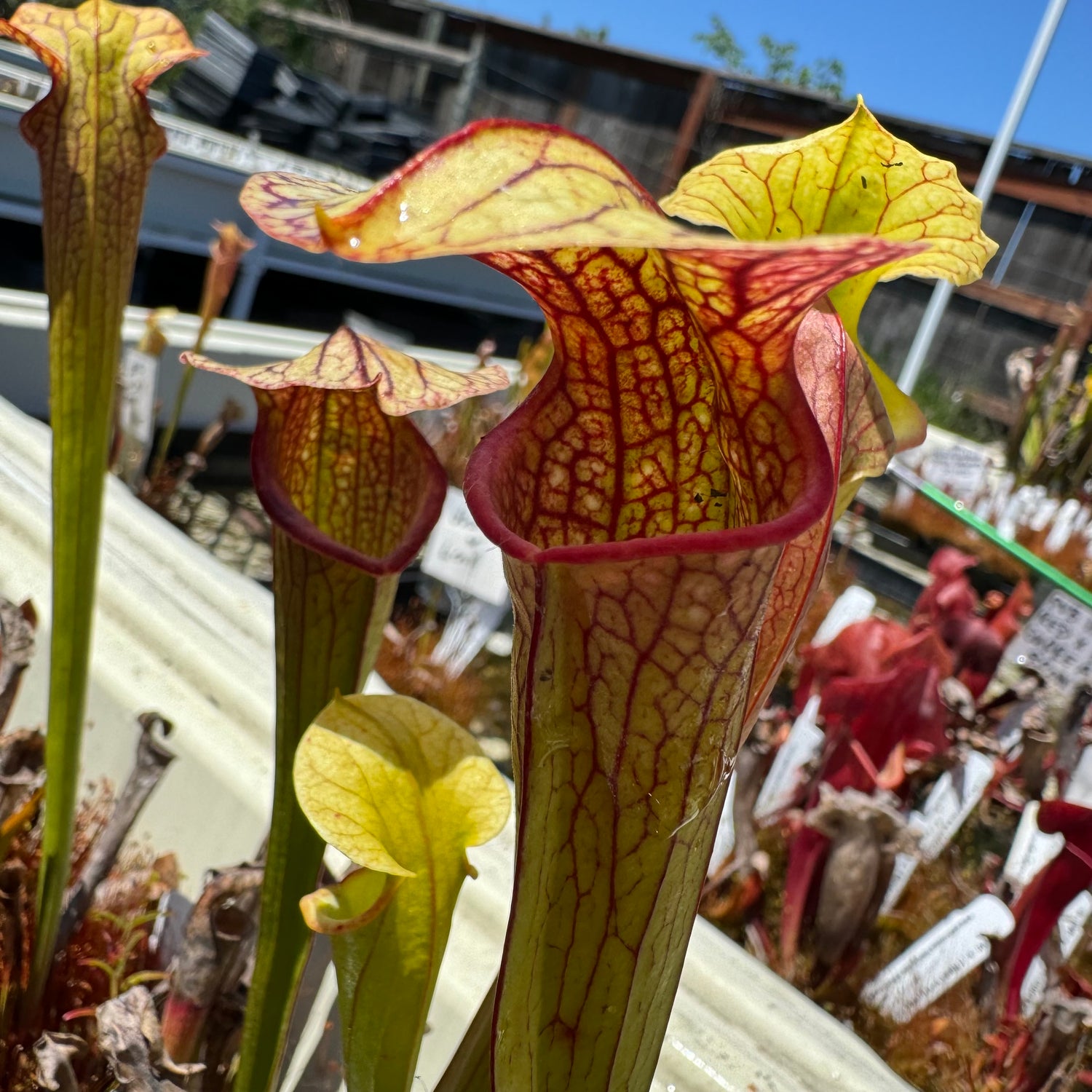 Sarracenia ( ‘Deep Throat’ ) x ( ‘Adrian Slack’ ) Potted