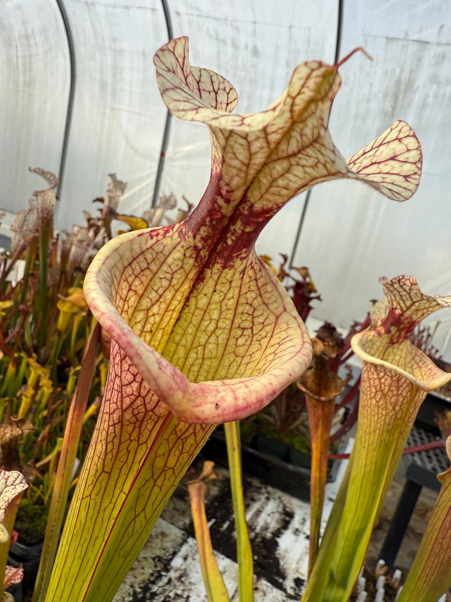 Sarracenia ( x 'Royal Ruby' ) x ( x 'Adrian Slack' ) “Select Clone” Potted