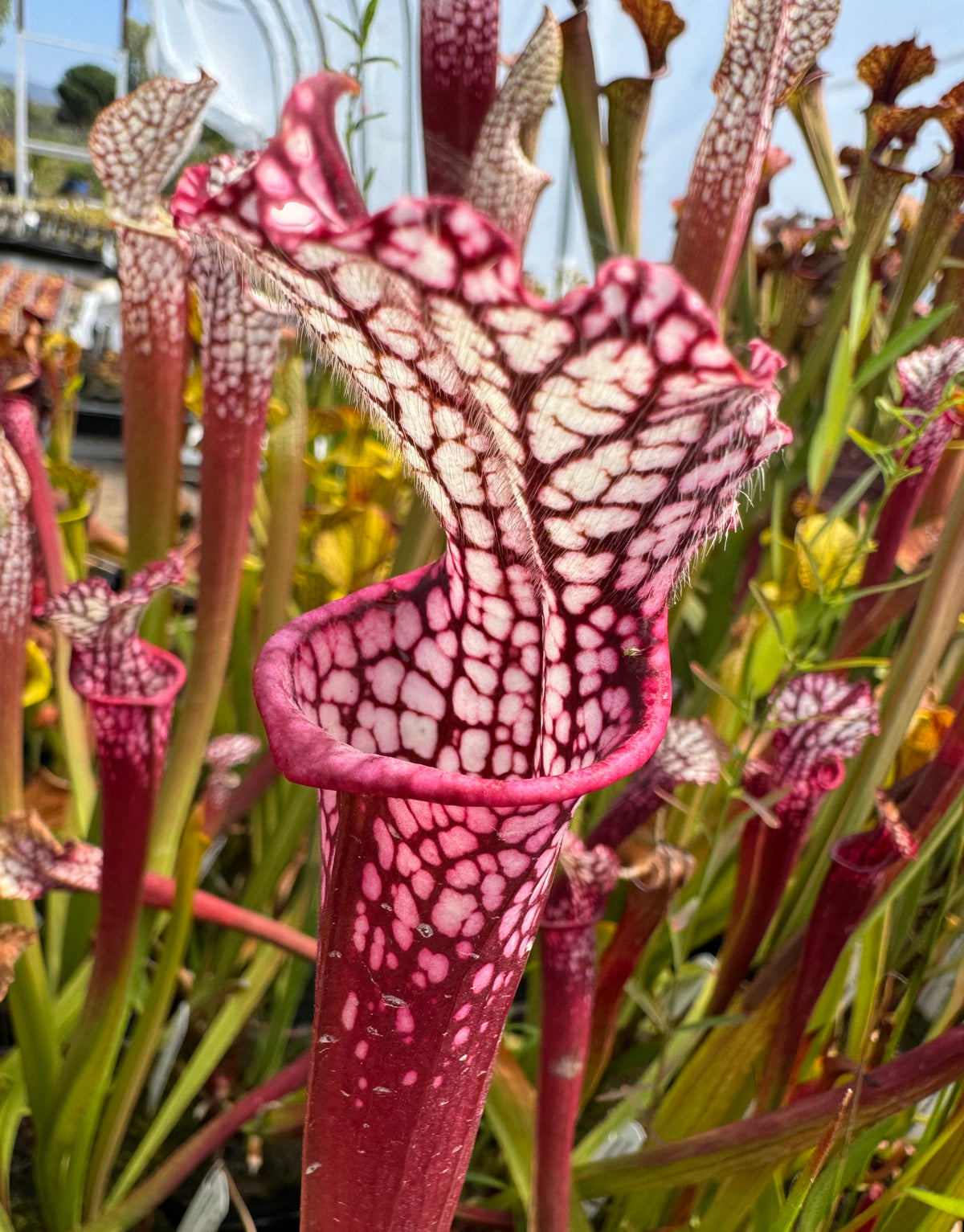 Sarracenia leucophylla "Hot Pink, Botanique, Baldwin Co, AL" Potted