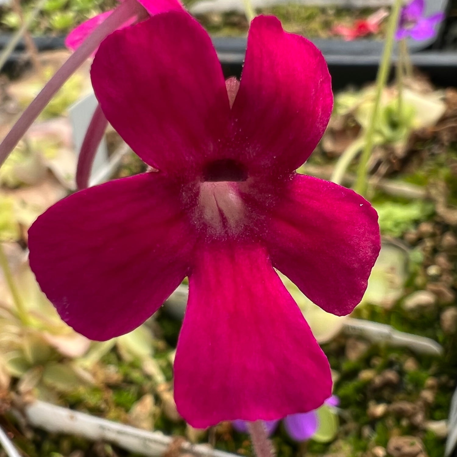 Pinguicula x “Neon Raspberry” BARE ROOT