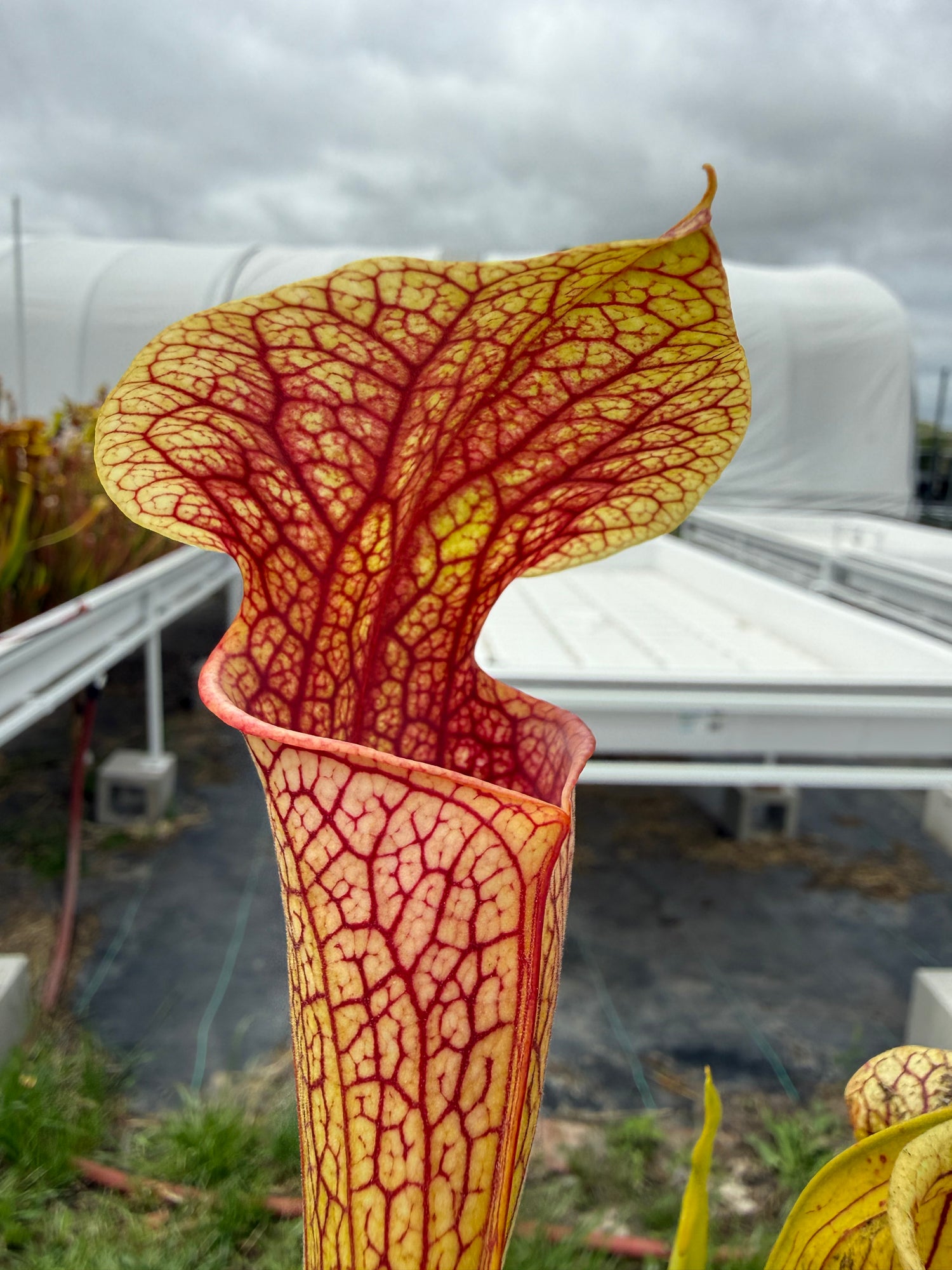 Sarracenia oreophila “Sand Mtn” x ( x ‘Adrian Slack’ ) RC Potted
