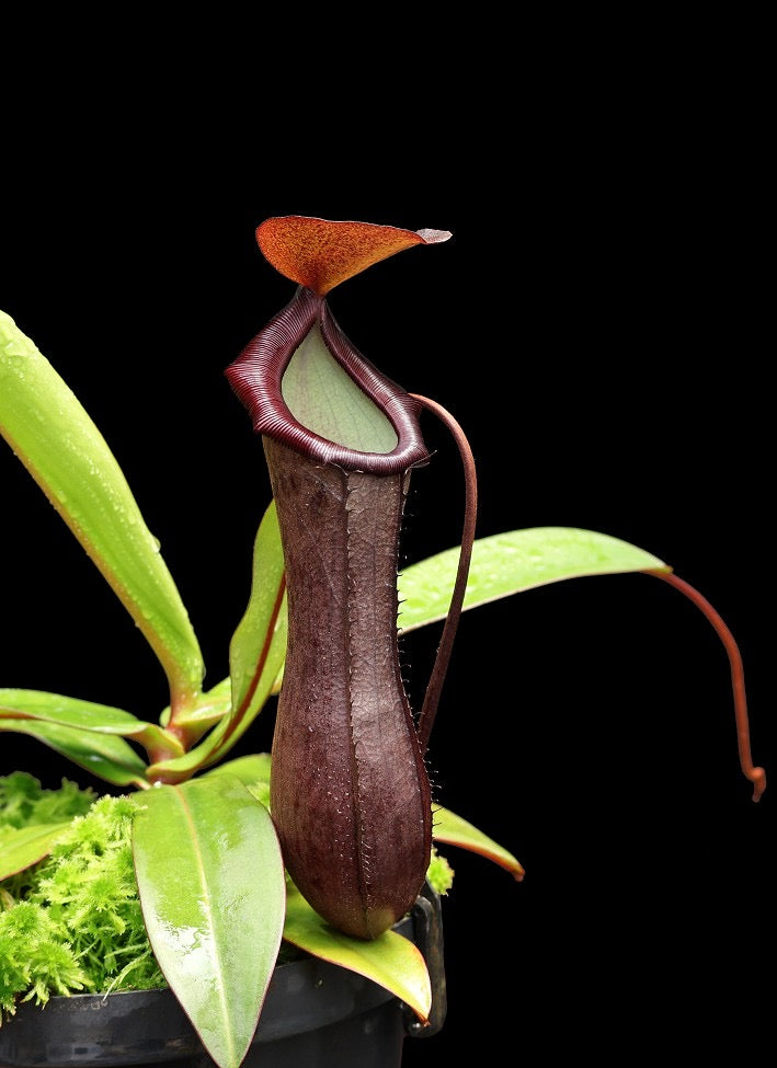 Nepenthes ventricosa x ramispina Potted