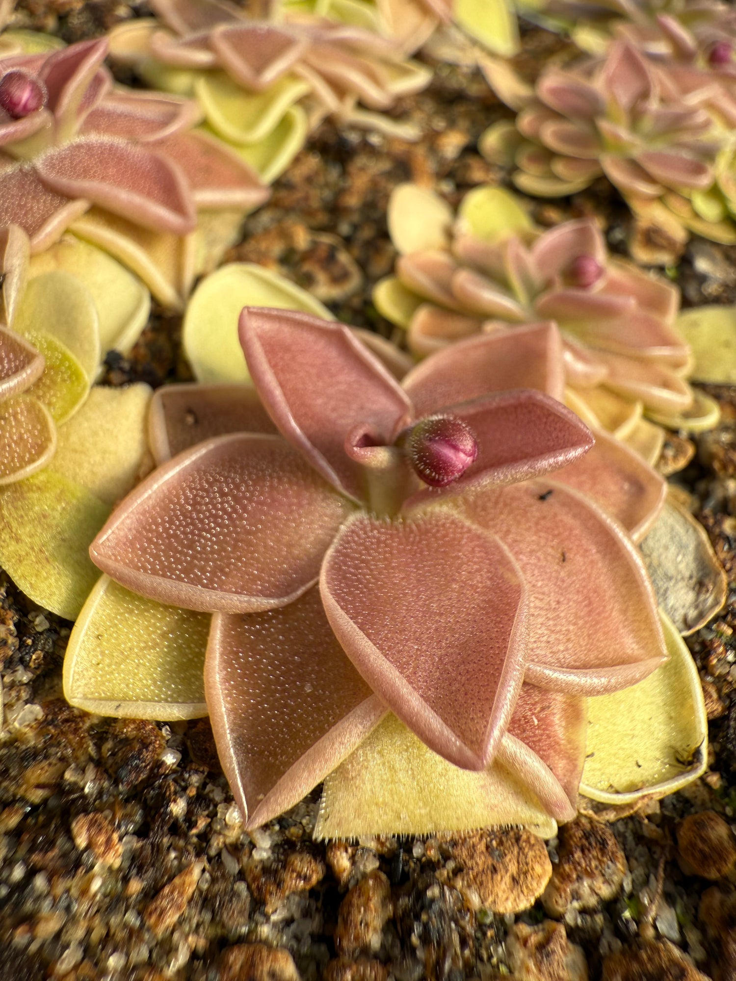 Pinguicula x “Estrellita” BARE ROOT