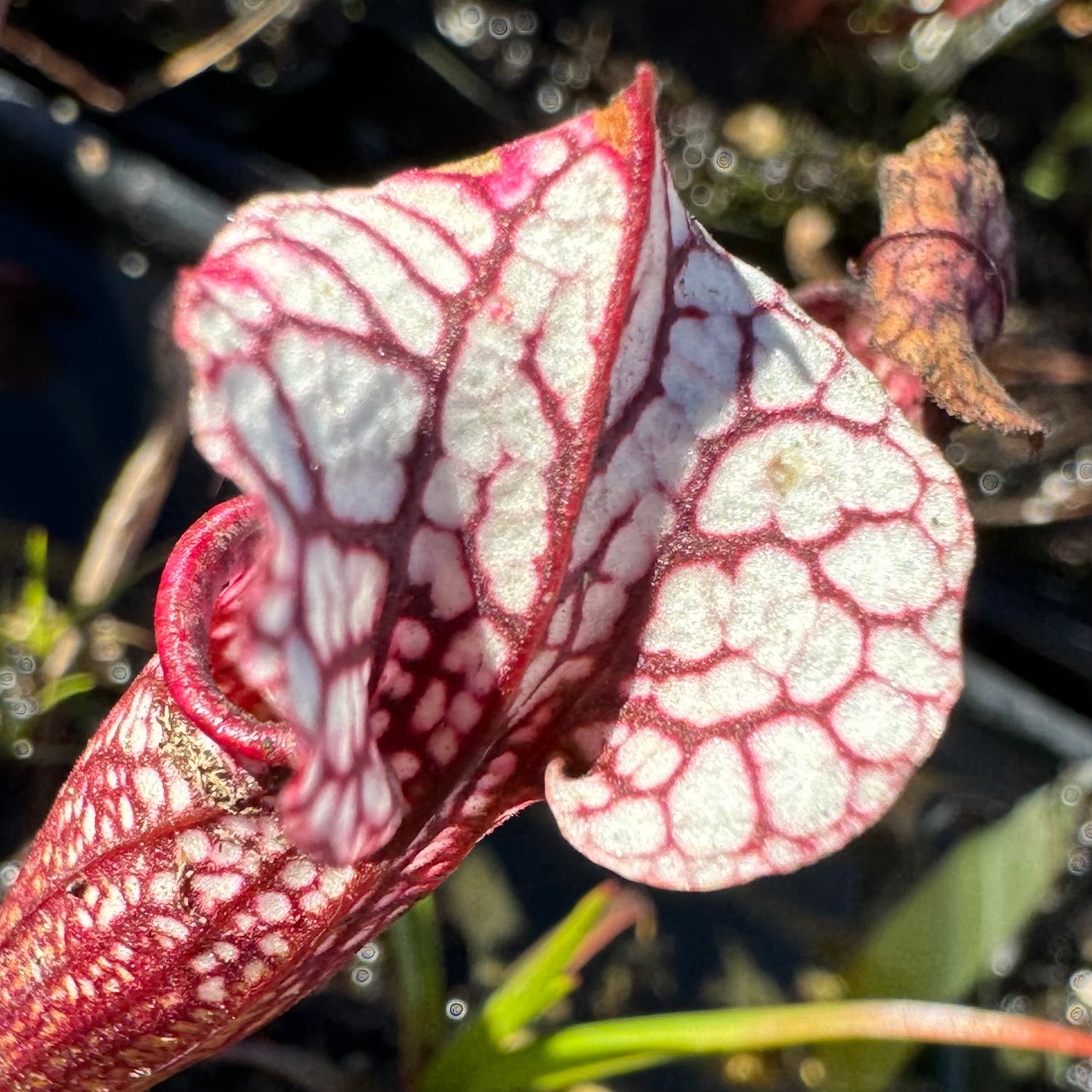 Sarracenia leucophylla “L18MK Red-White Throat” x ( x ‘Ellie Wang’ ) Potted