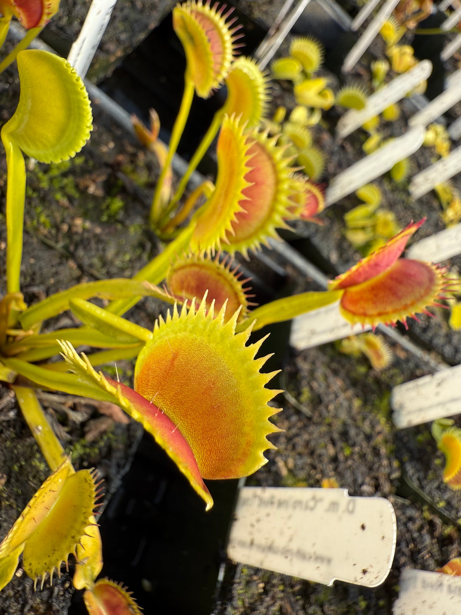 Dionaea m. ‘Polish Dracula’ JH Potted