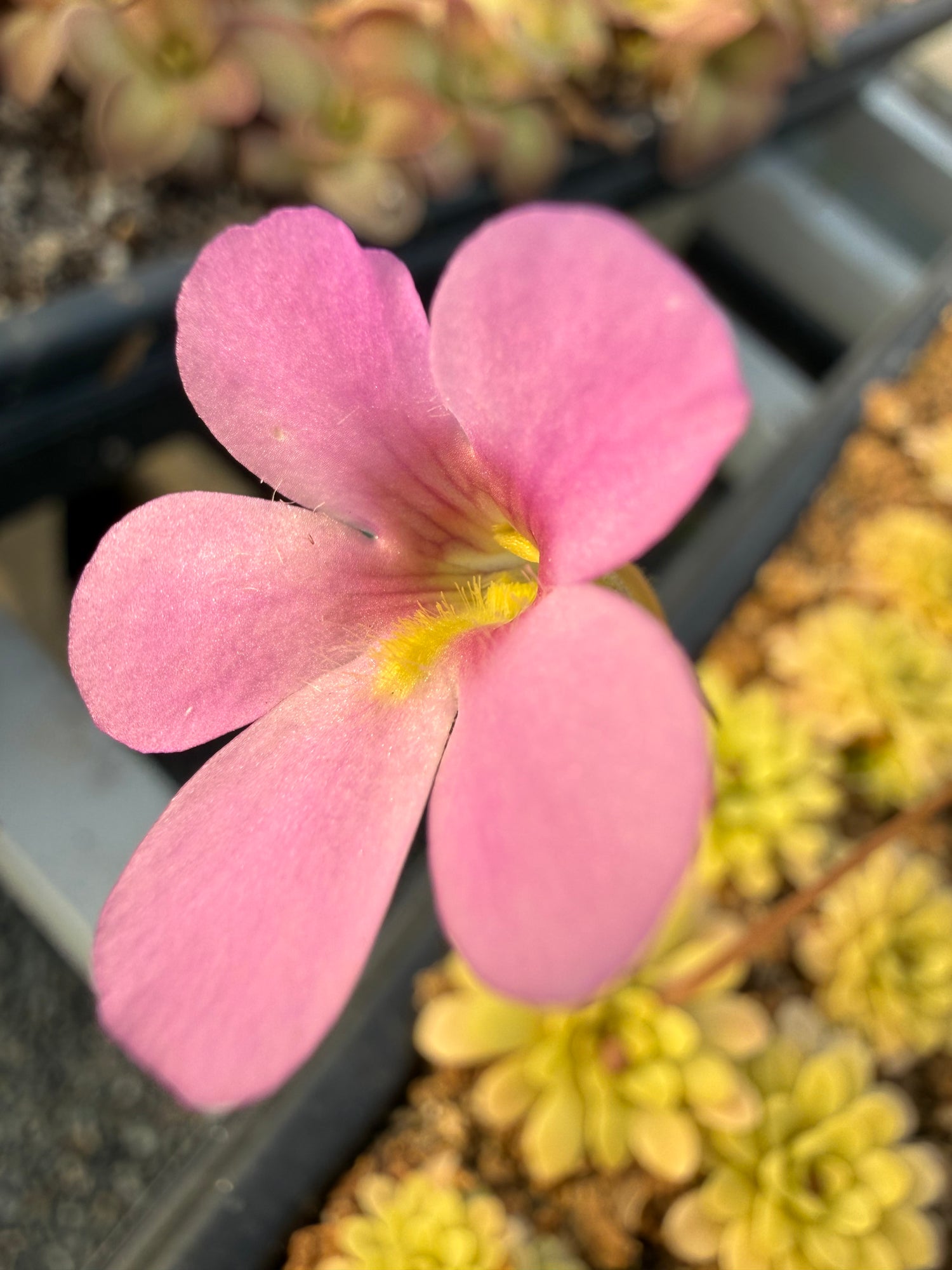 Pinguicula x “Kaiberdon’t” BARE ROOT