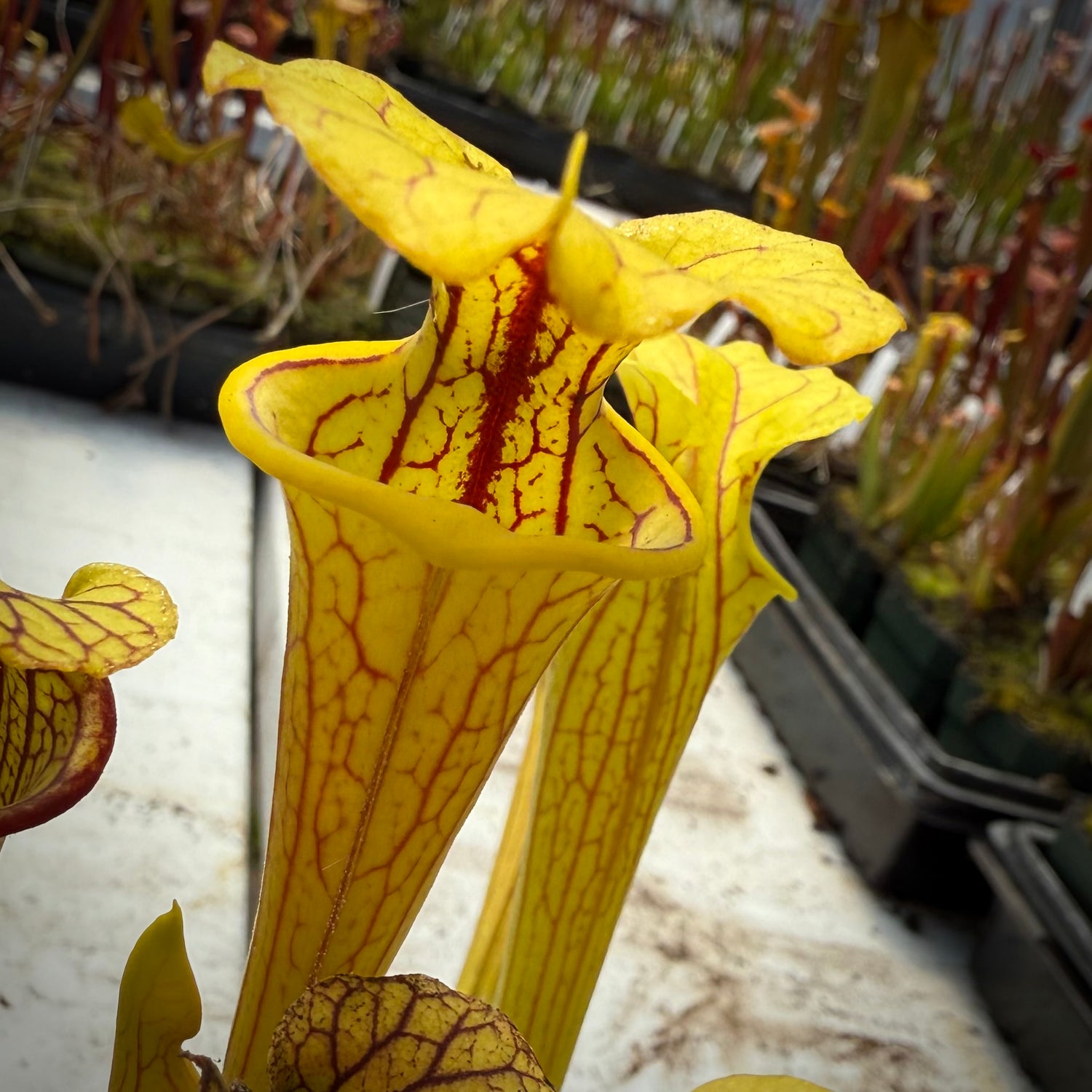 Sarracenia ( oreophila x flava “Giant” ) x ( x ‘Saurus’ ) Potted