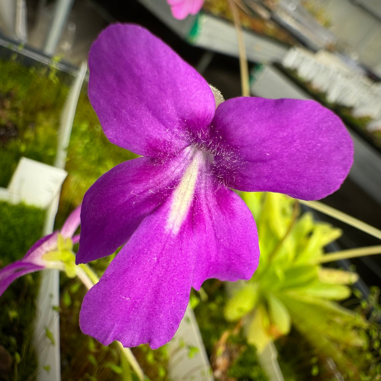 Pinguicula x “Cheshire Cat” BARE ROOT