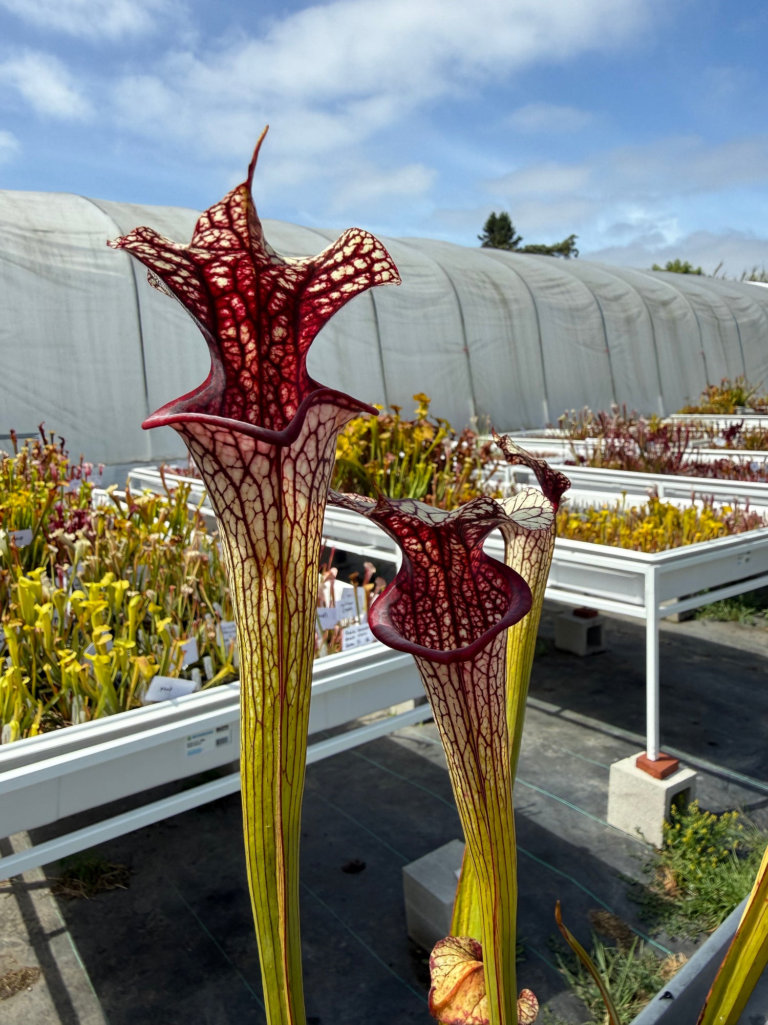 Sarracenia ( x moorei ) x ( x ‘Adrian Slack’ ) DG Potted