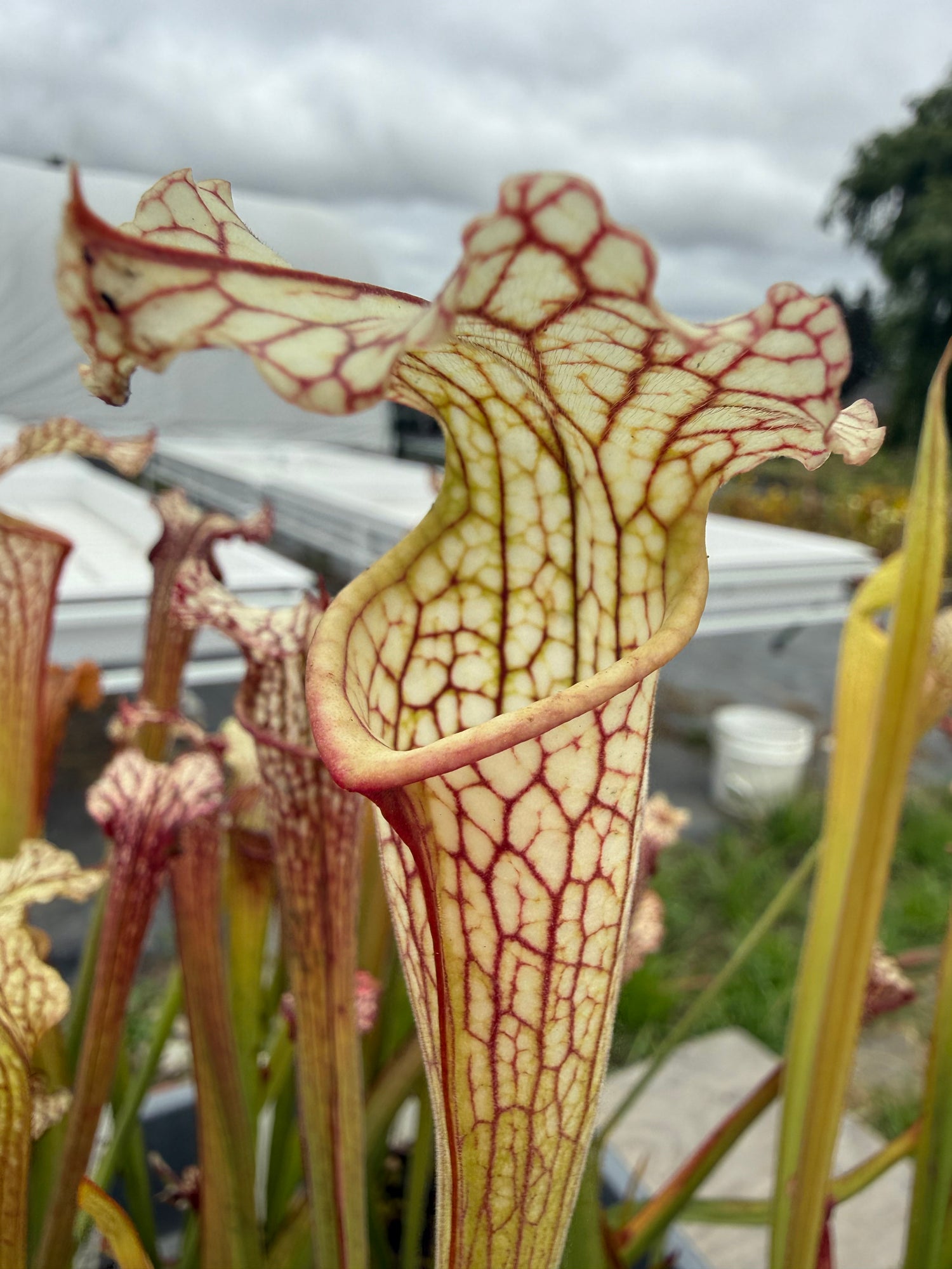 Sarracenia leucophylla “Hanrahan” x alata Anthocyanin-Free RC Potted