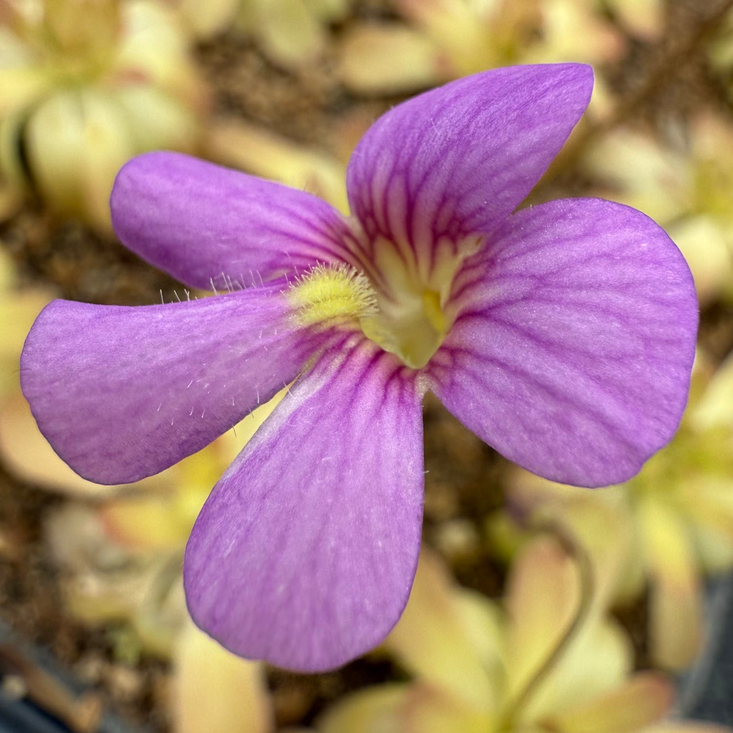 Pinguicula x ‘Johanna’ BARE ROOT
