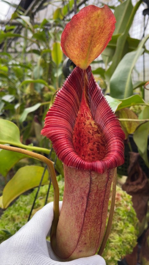 Nepenthes ( x trusmadiensis) x robcantleyi Potted