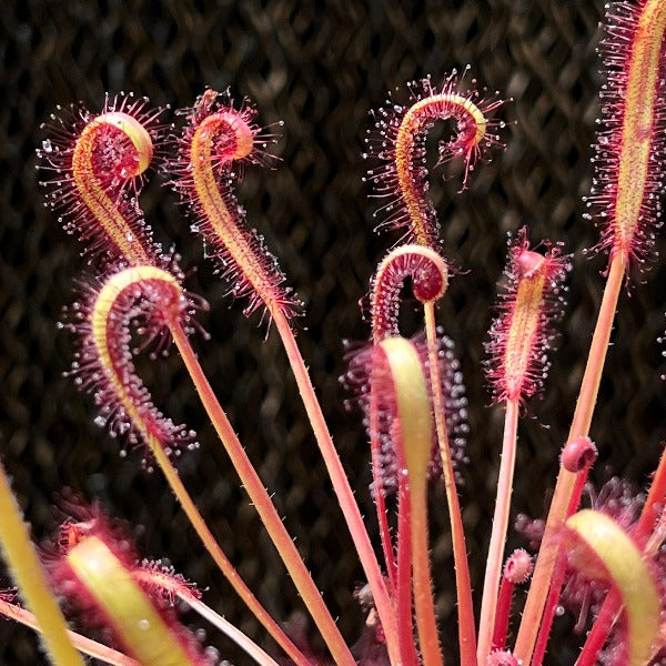 Drosera capensis Scorpio