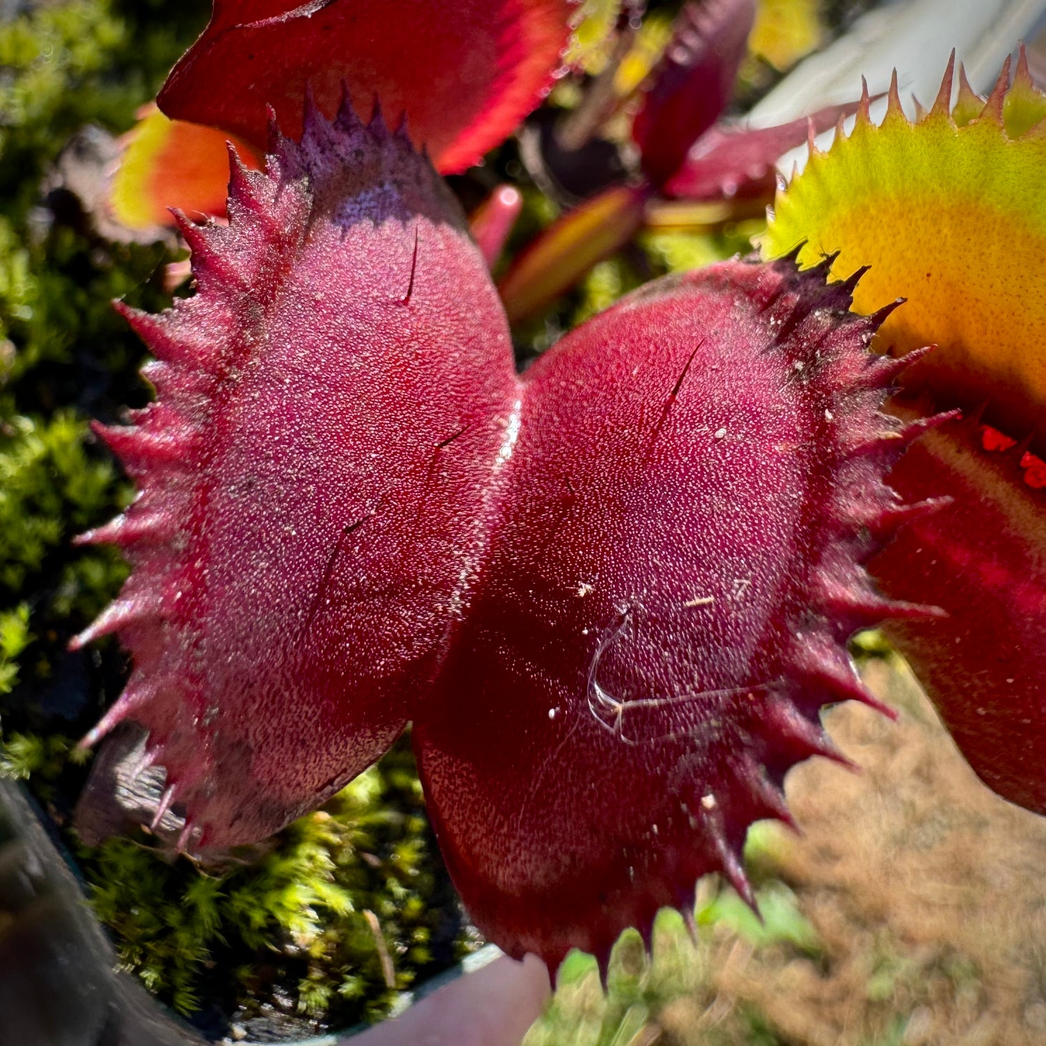 Dionaea m. 'Archangel' Potted