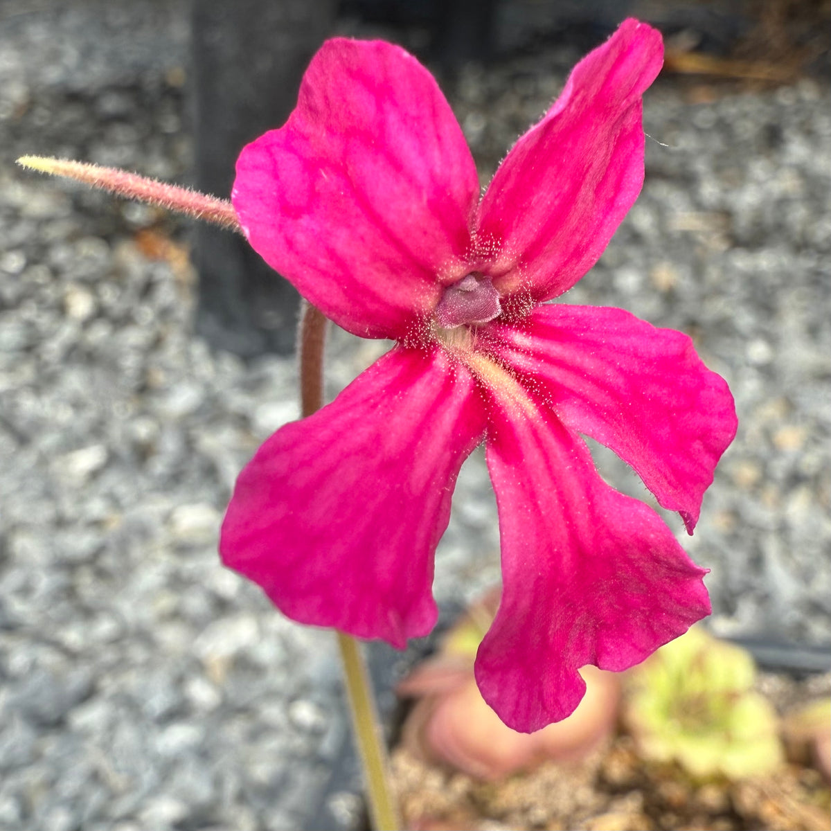 Pinguicula x “Pink Eye” BARE ROOT
