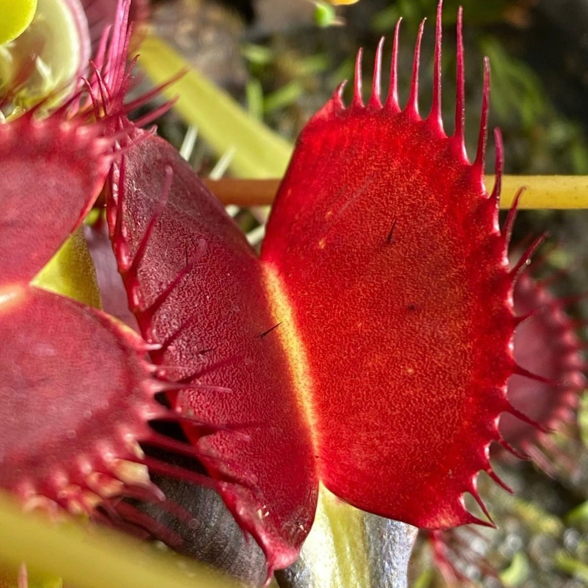Dionaea Southwest Giant Venus Flytrao