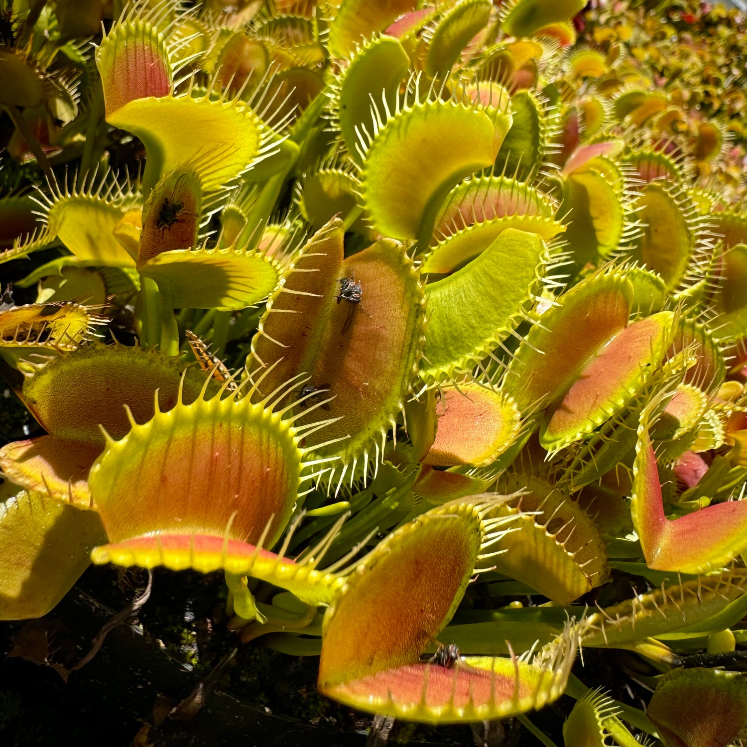 Dionaea m. 'King Henry' Potted
