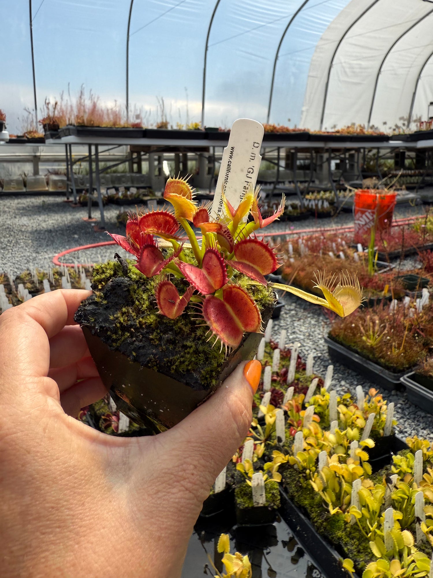 Dionaea m. 'GJ Fangzahn' Potted