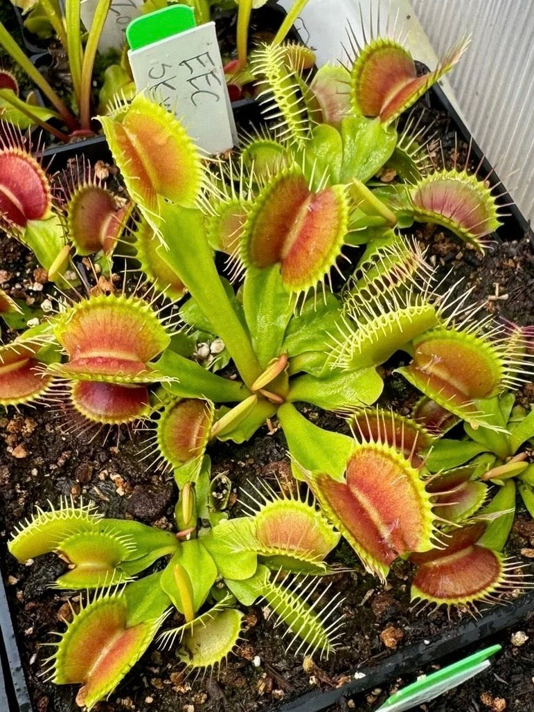 Dionaea m. “EEV Skyscraper” JH Potted