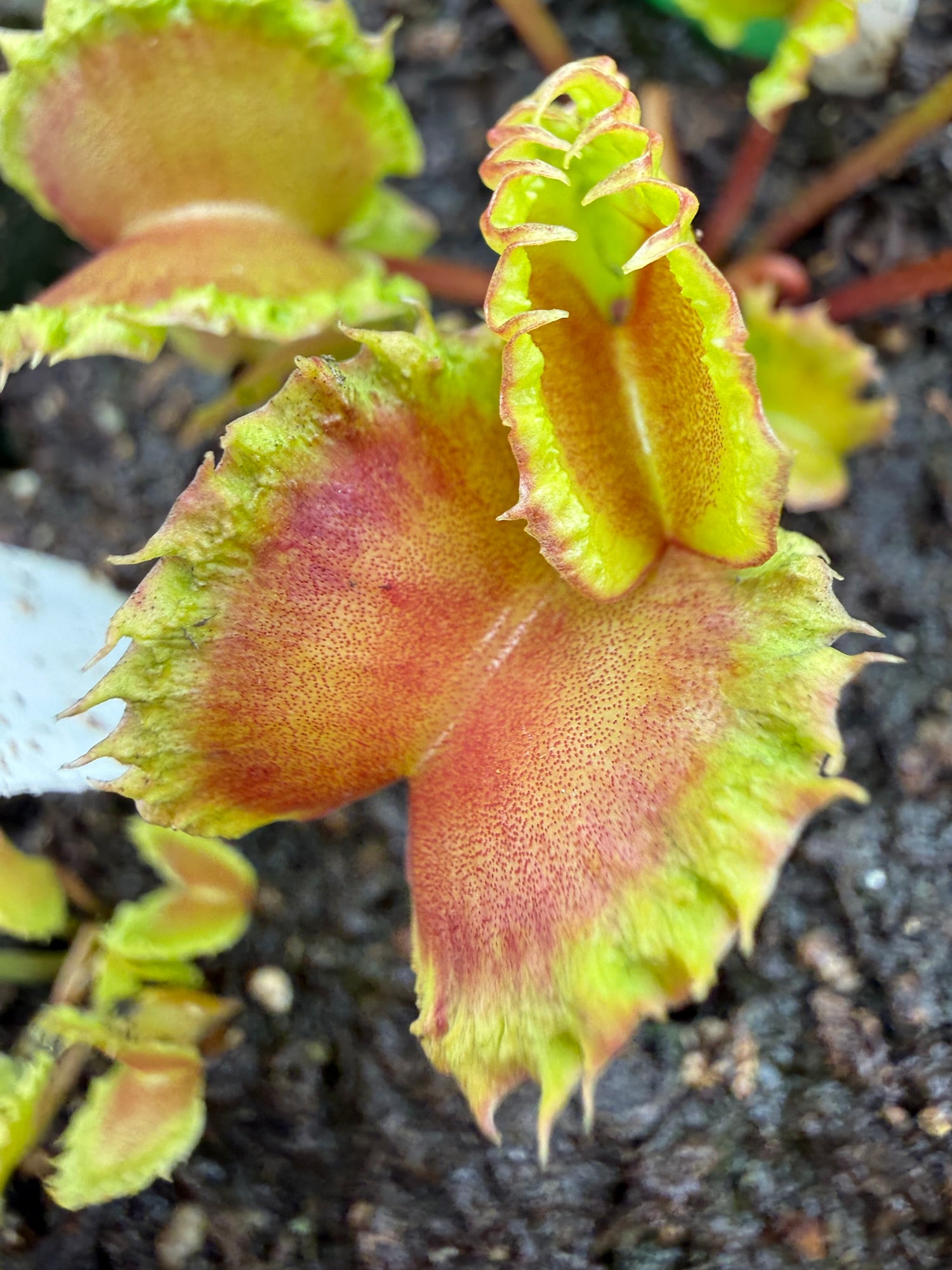 Dionaea m. “Damballa” Potted