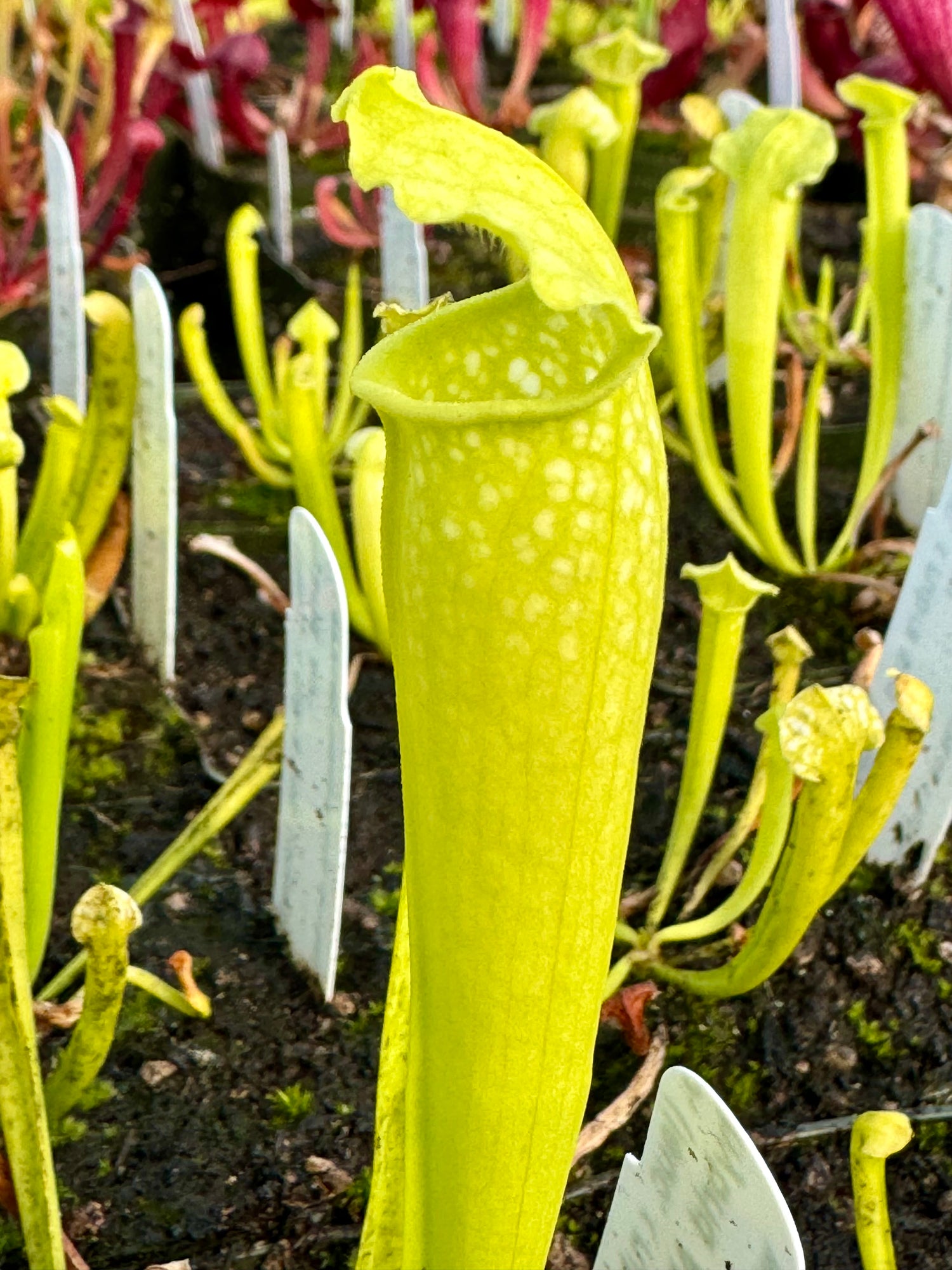 Sarracenia ( leucophylla x rubra ssp jonesii ) anthocyanin-free x “complex purpurea hybrid” anthocyanin-free Potted