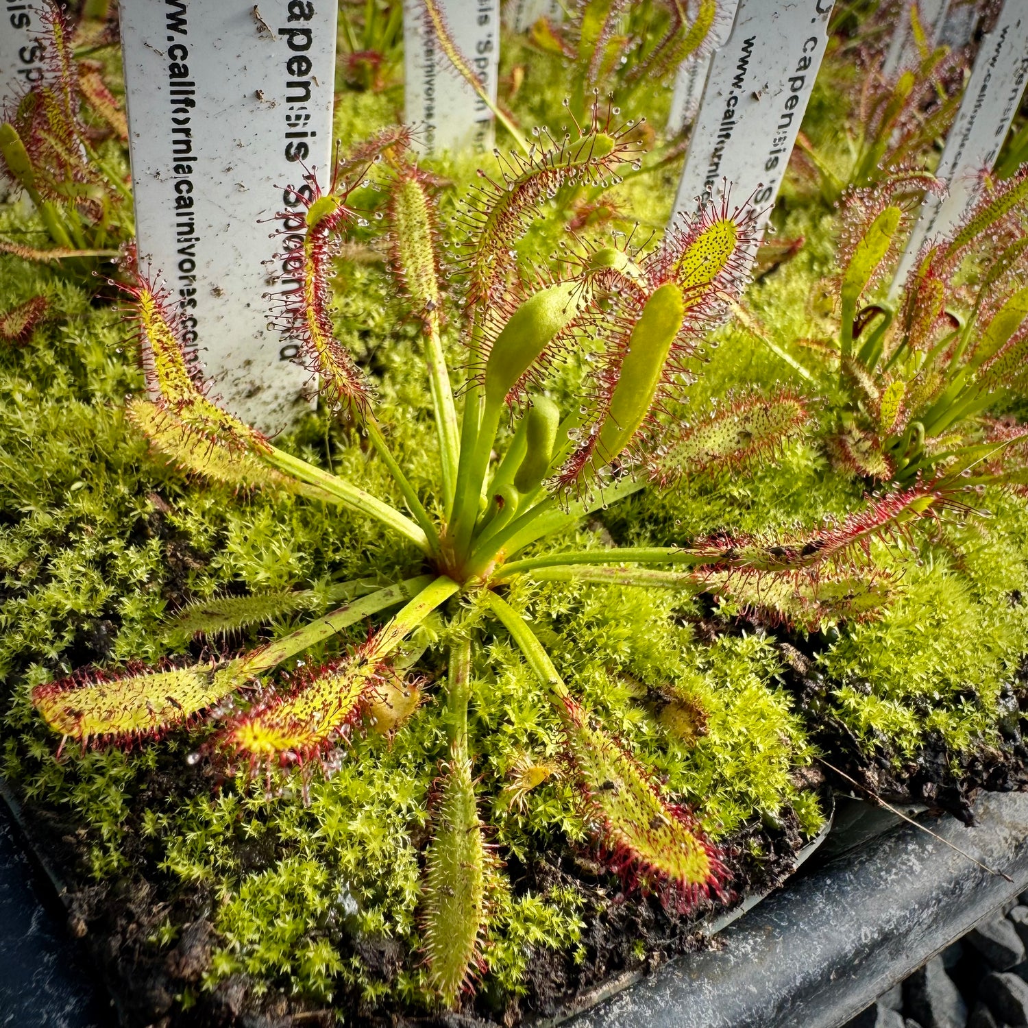 Drosera x 'Spoon Fed' Potted