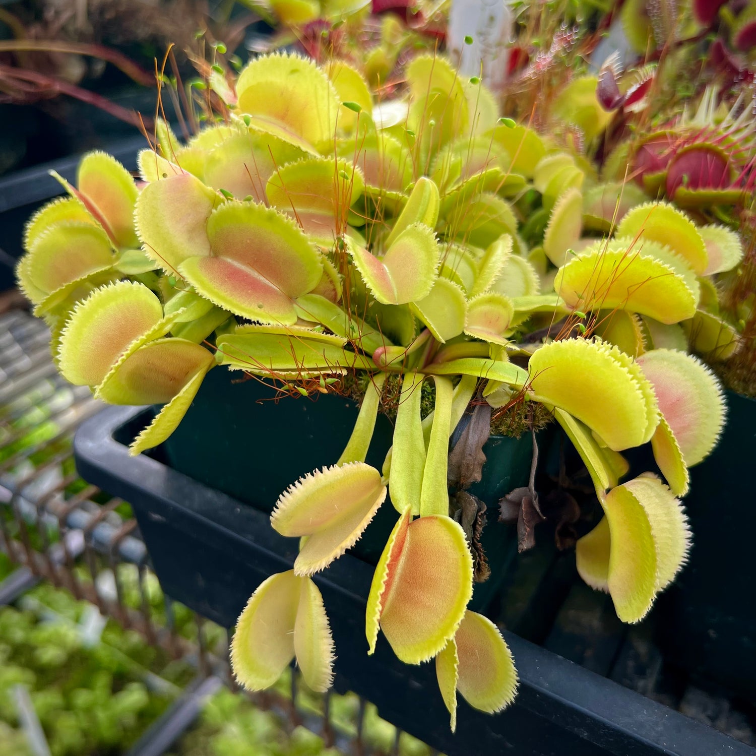 Dionaea m. 'Whale' JH Potted
