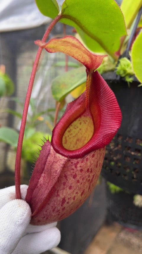 Nepenthes rajah x veitchii ‘Gold Rush’ Potted