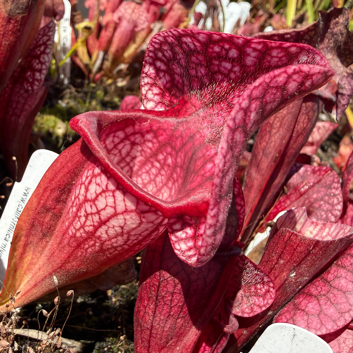 Sarracenia ( x ‘Caitrin Claire’ ) x purpurea ssp. venosa v. burkii ‘Jim Miller’ Potted