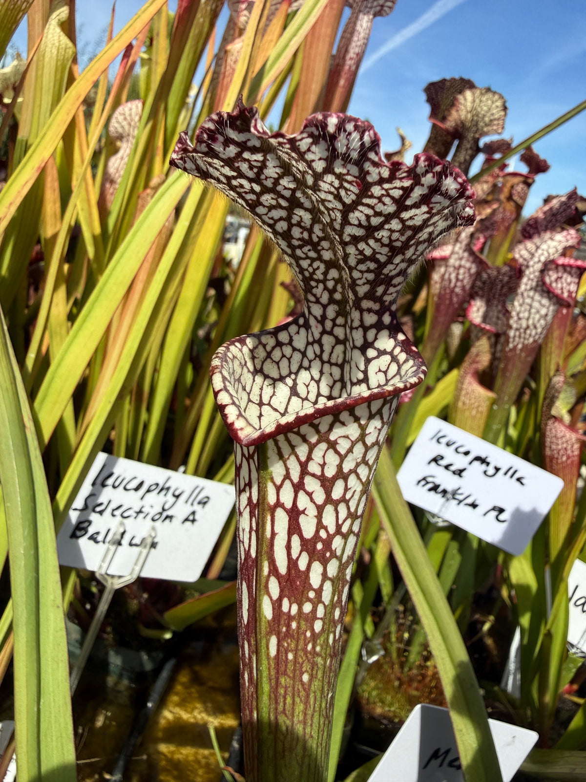 Sarracenia leucophylla "purple and white" CK Potted