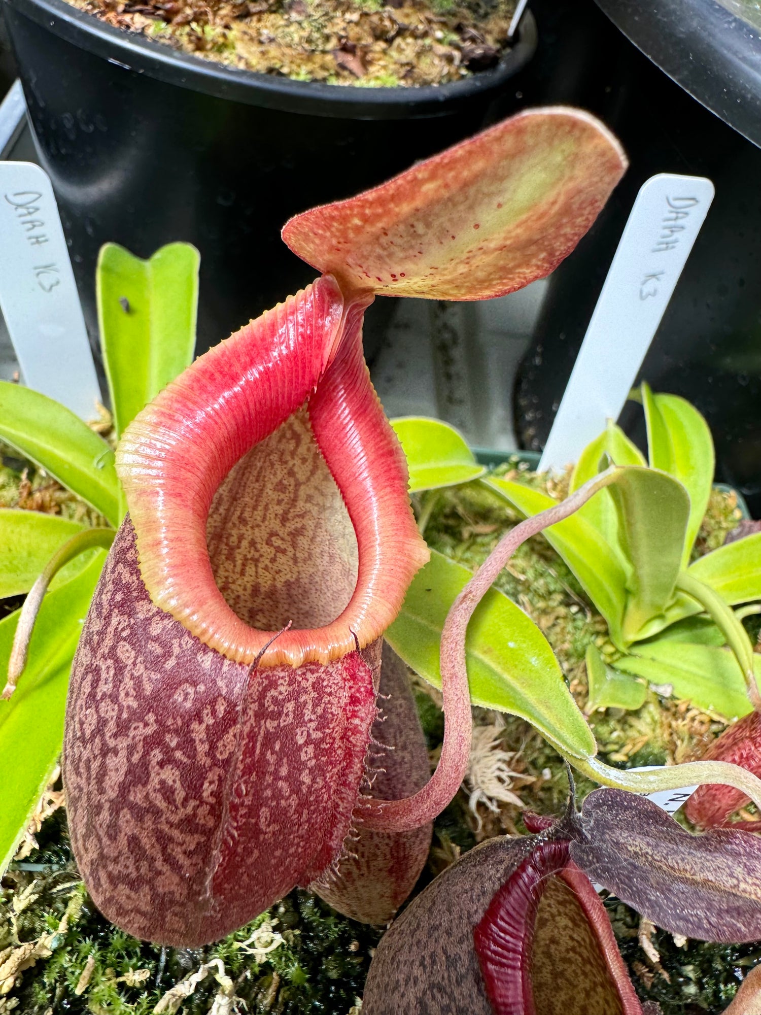 Nepenthes ( densiflora x aristolochioides ) x ( robcantleyi x hamata ) CalCarn Clone Potted
