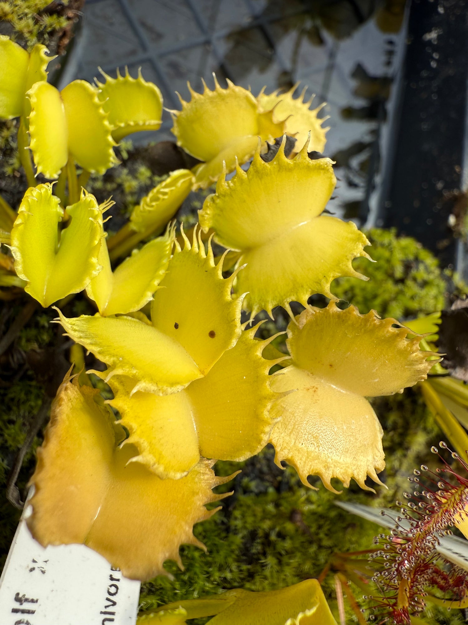 Dionaea m. “Werewolf x Werewolf” Seed-Grown Potted