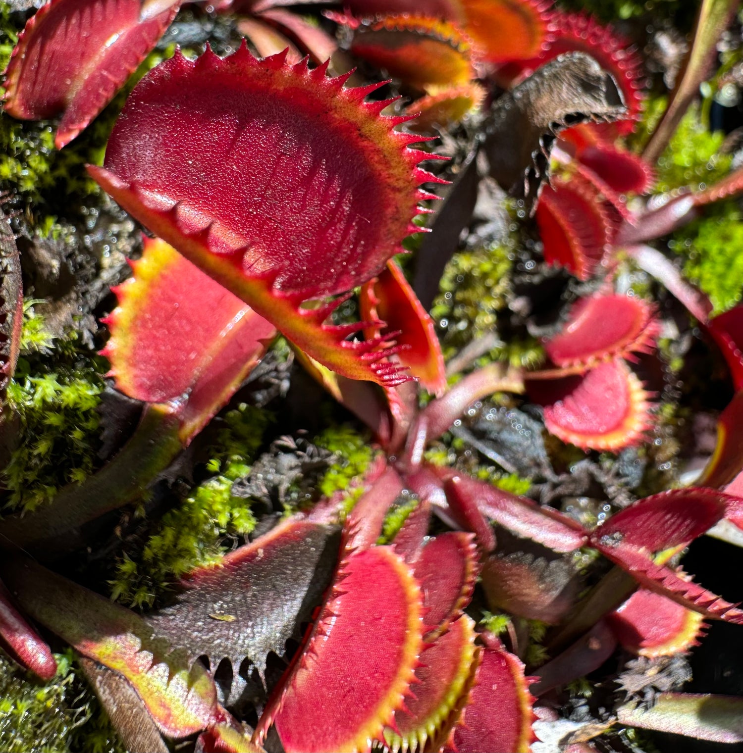 Dionaea m. “Red Shark Teeth” Potted