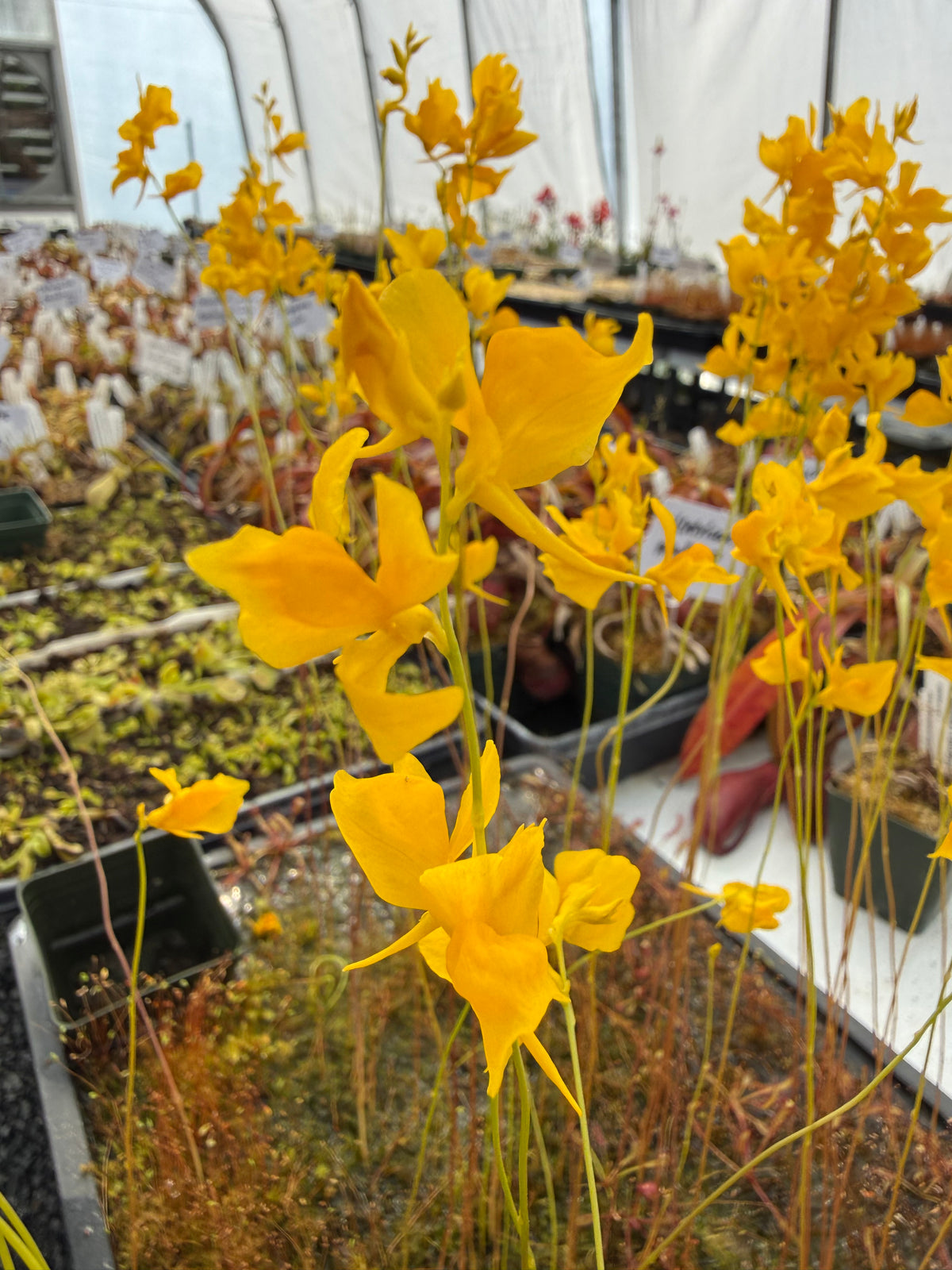 Utricularia cornuta Potted