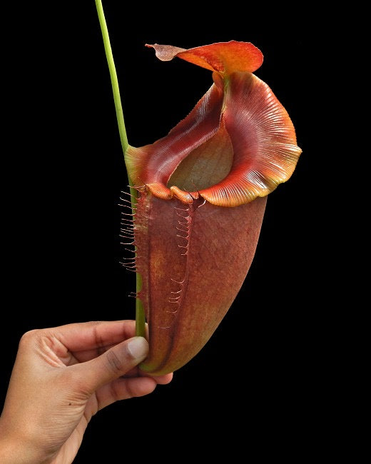 Nepenthes spathulata x tenuis Potted