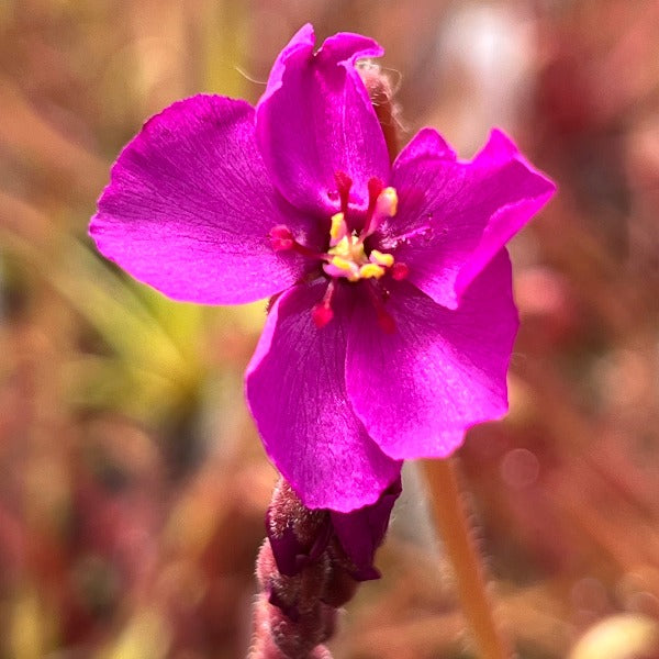 Drosera capensis Scorpio