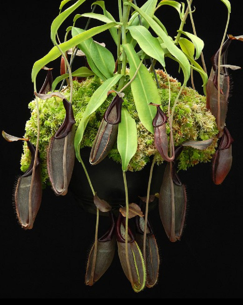 Nepenthes bongso Potted