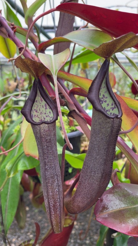 Nepenthes maxima x ramispina Potted