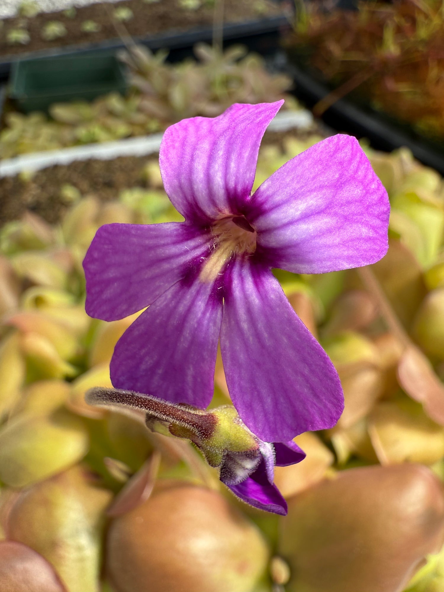 Pinguicula x “Charlie’s Hope” BARE ROOT