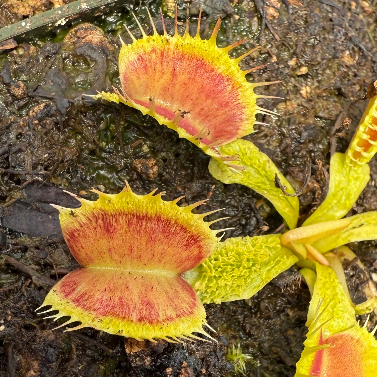 Dionaea m. ‘Lezerd Vert’ Potted