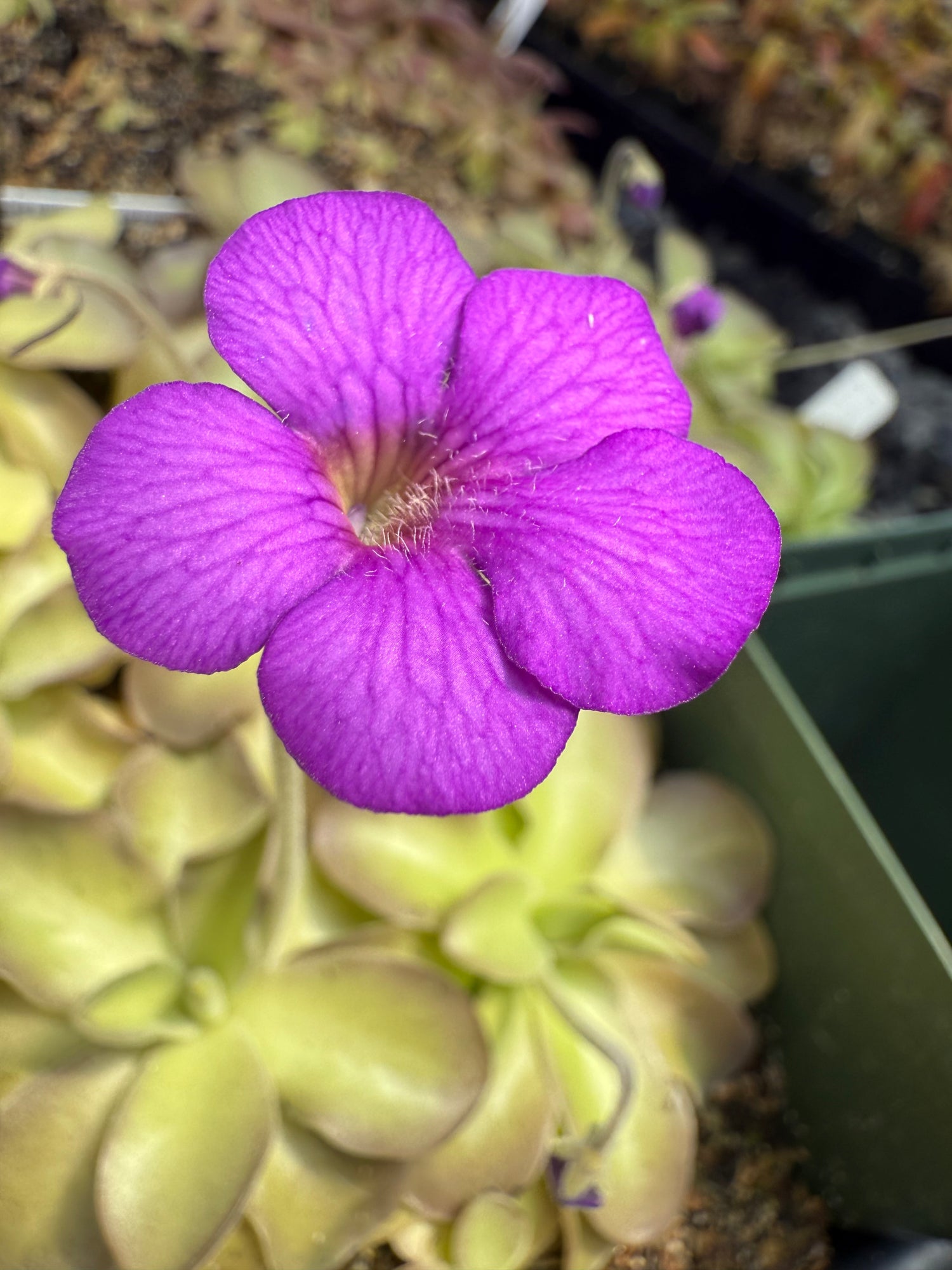 Pinguicula gigantea “red flush” x cyclosecta BARE ROOT