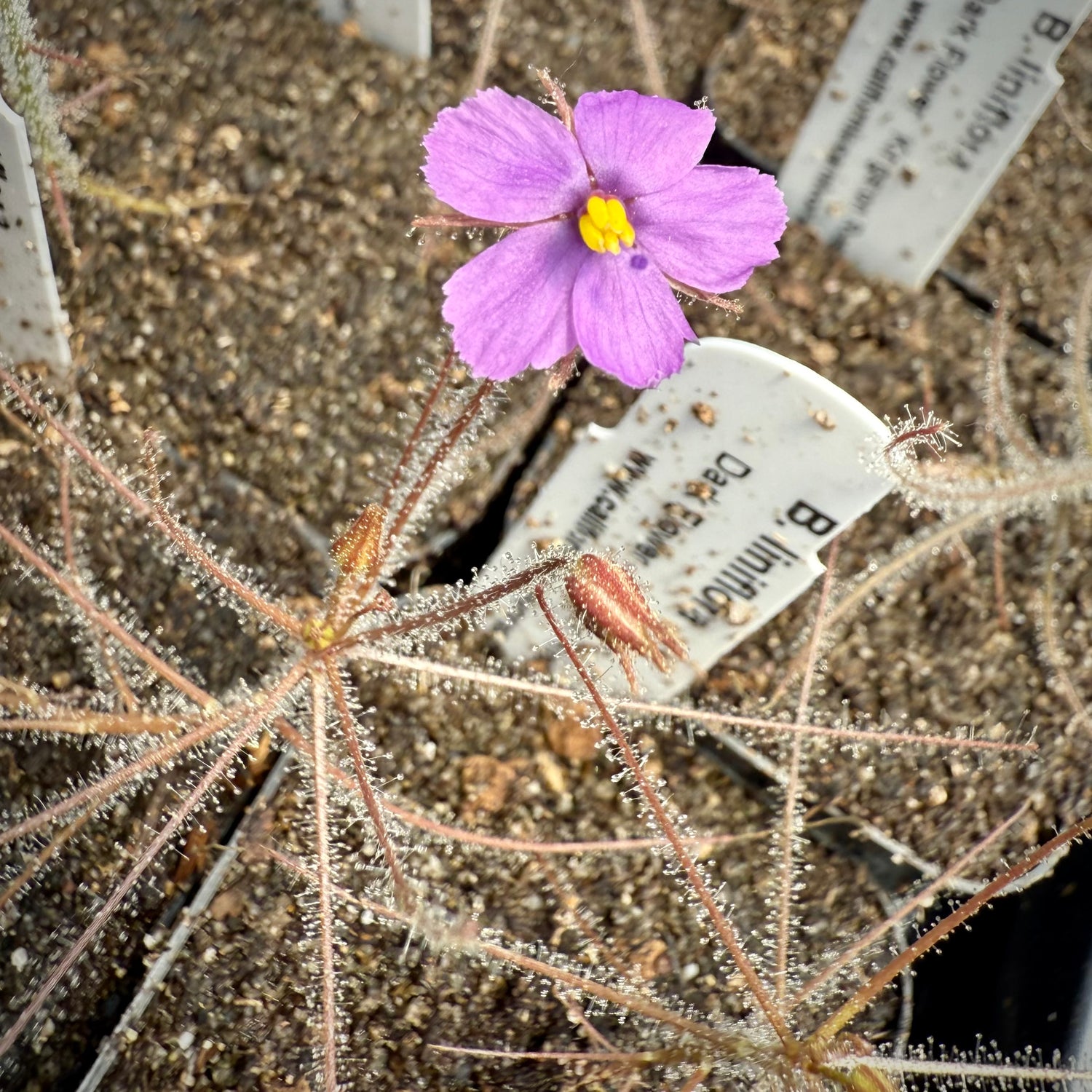 Seed Pack Byblis liniflora “Kingston Rest, Dark Flower” (10 seeds/pack)