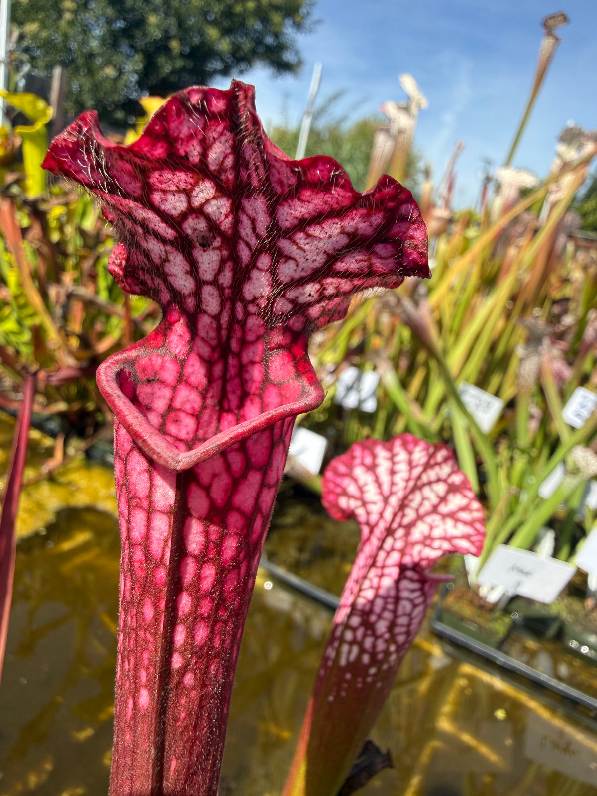 Sarracenia leucophylla "Neon Pink, Baldwin Co, AL" Potted