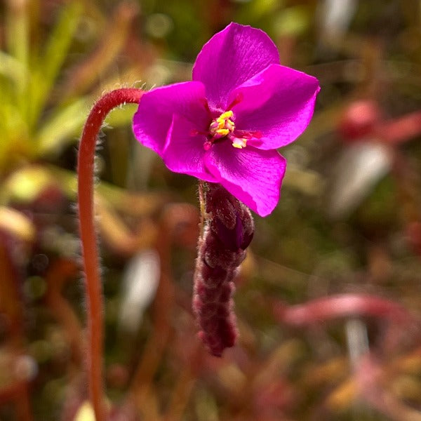 Drosera capensis Scorpio