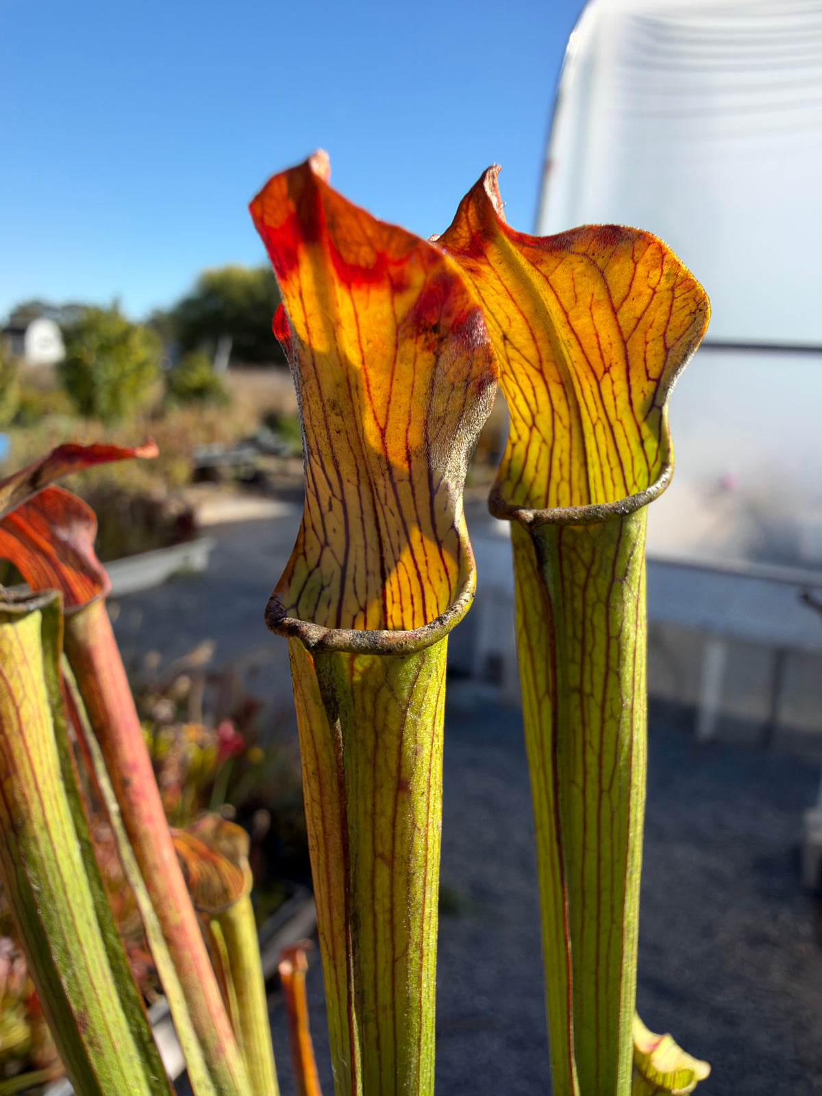 Sarracenia rubra ssp. gulfensis “Very Short, Stocky” Potted